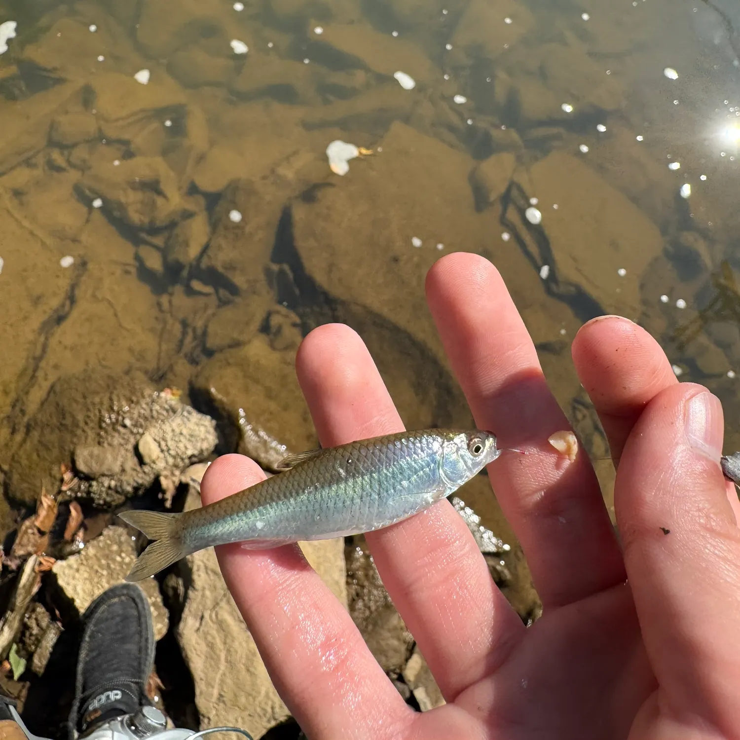 The most recent Spotfin shiner catches on Fishbrain