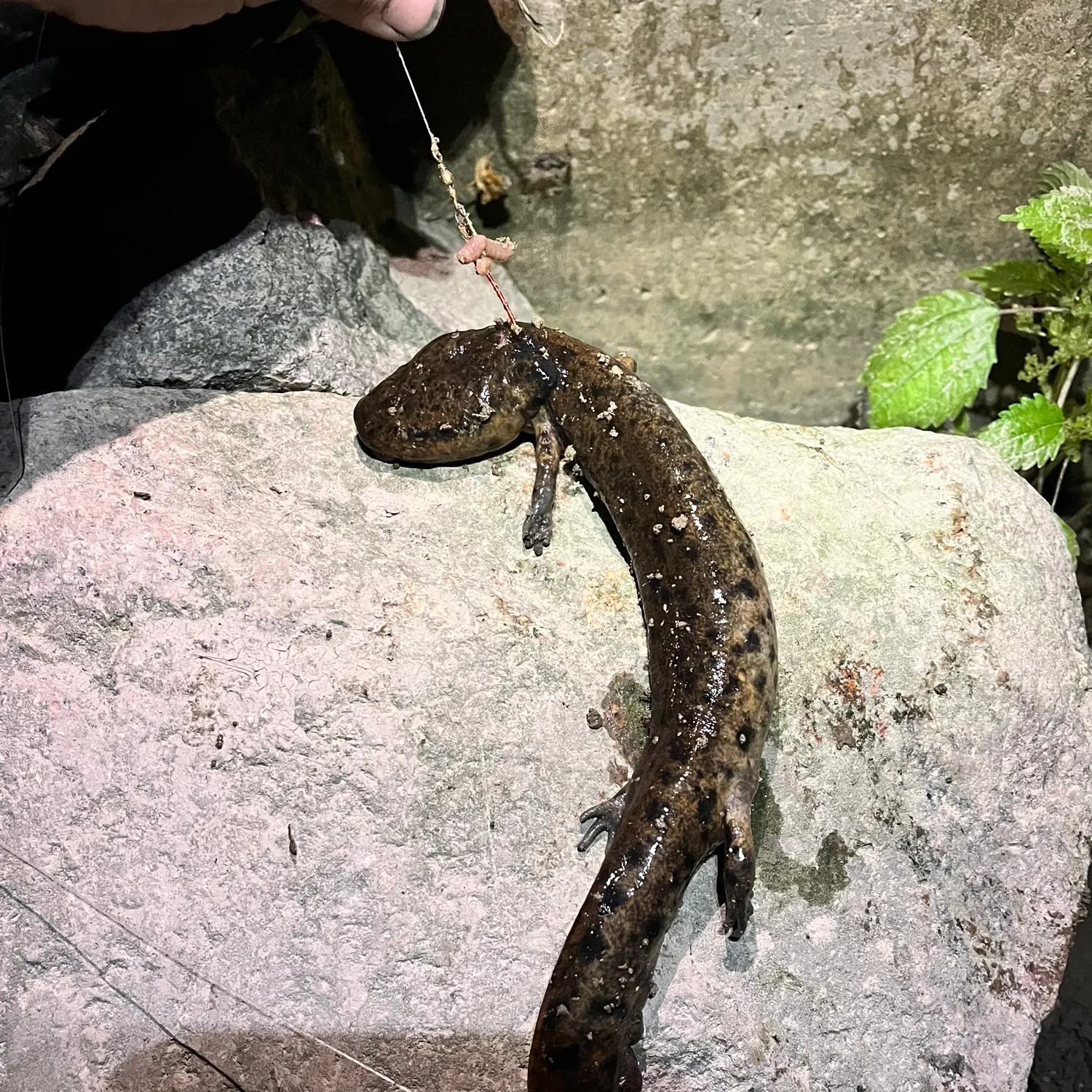 Common mudpuppy caught on Fishbrain