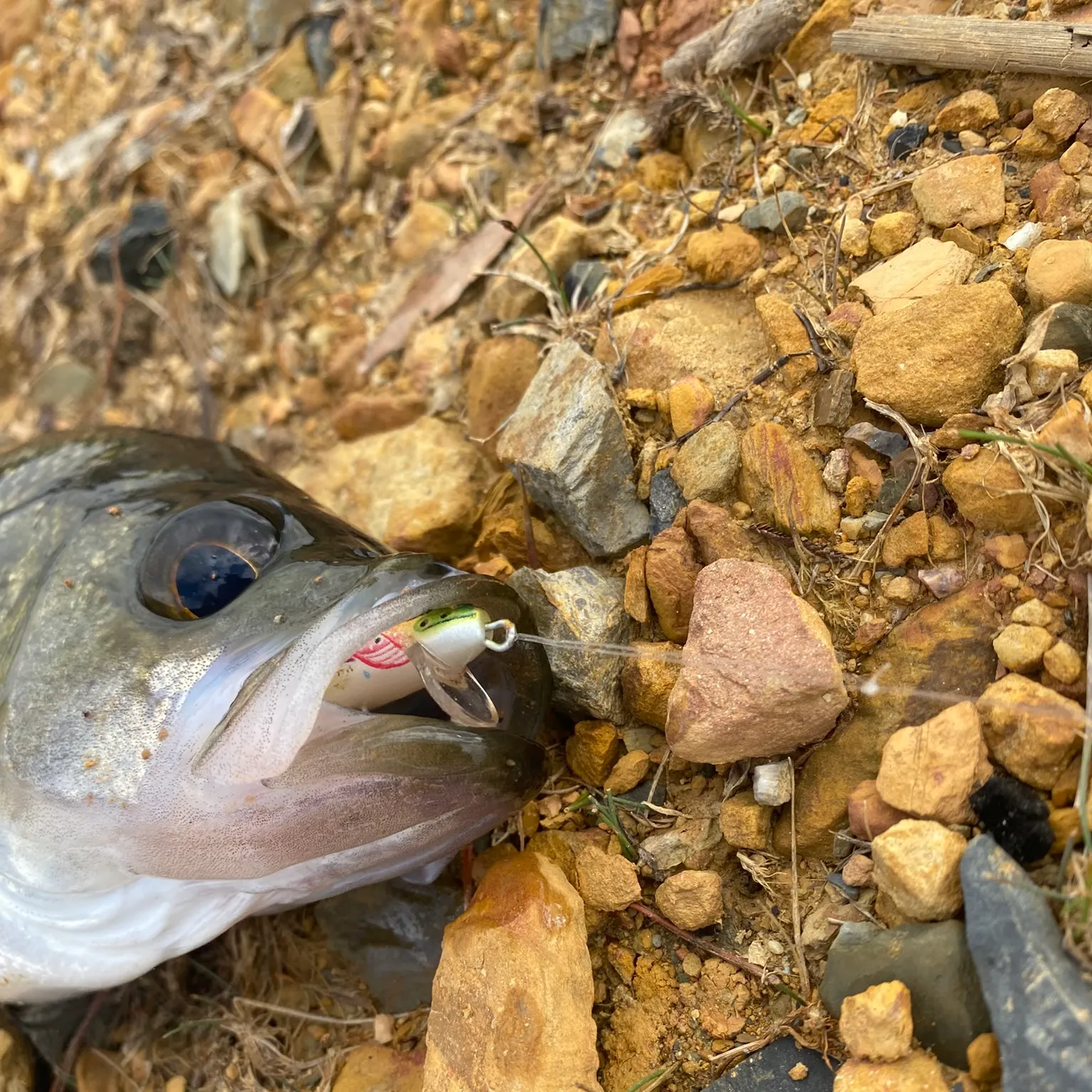 The most recent Estuary perch catches on Fishbrain