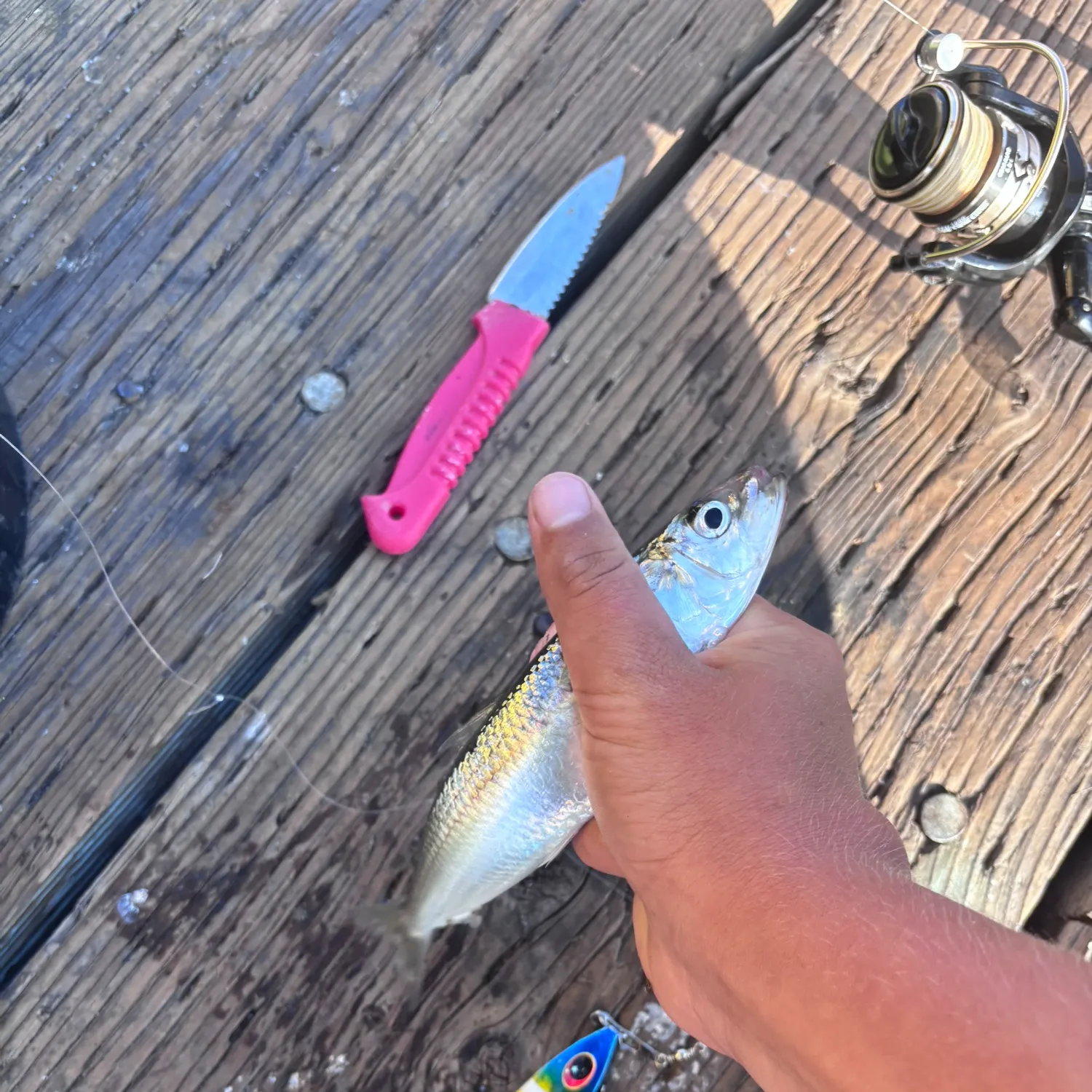 The most recent Pacific sardine catches on Fishbrain
