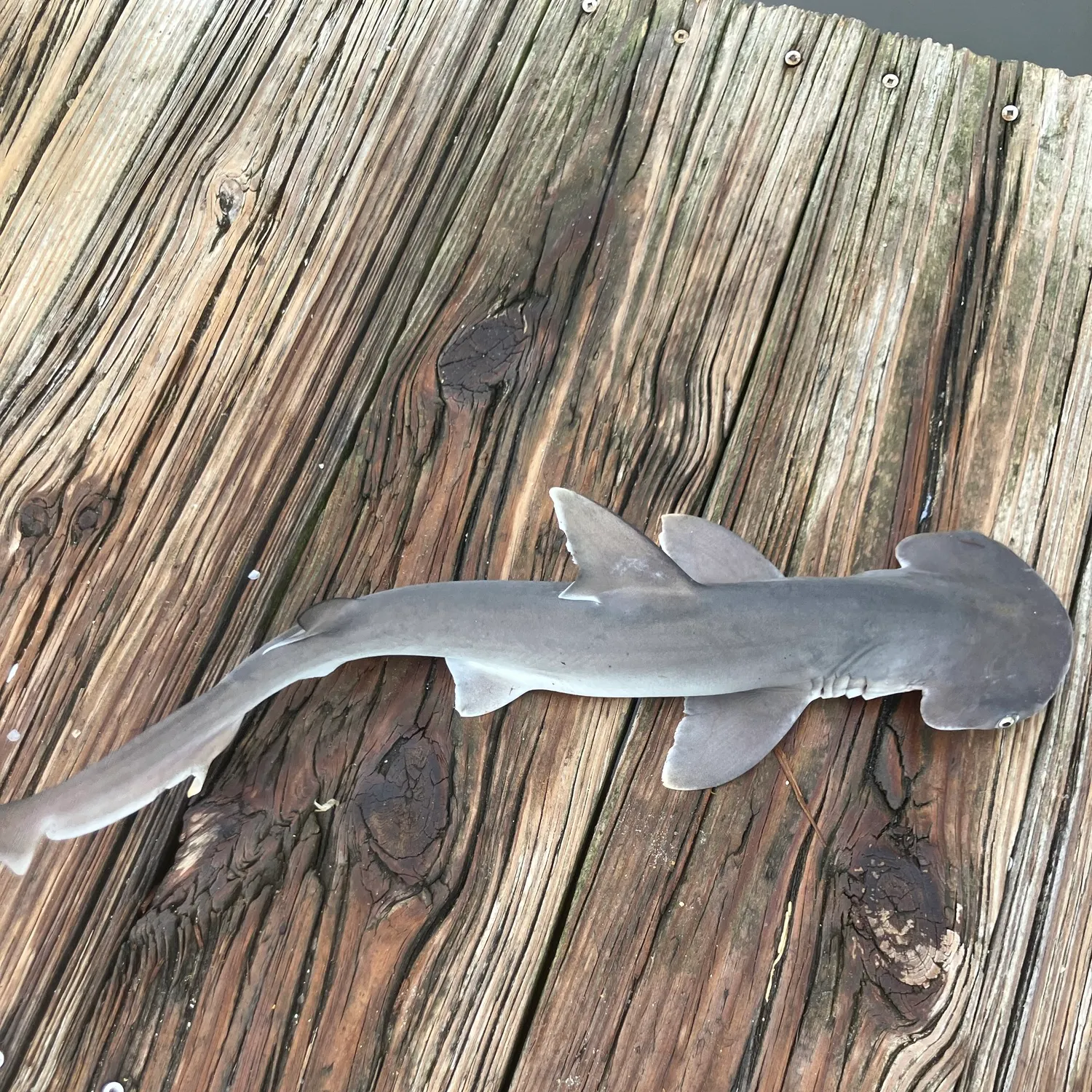 Bonnethead shark caught on Fishbrain
