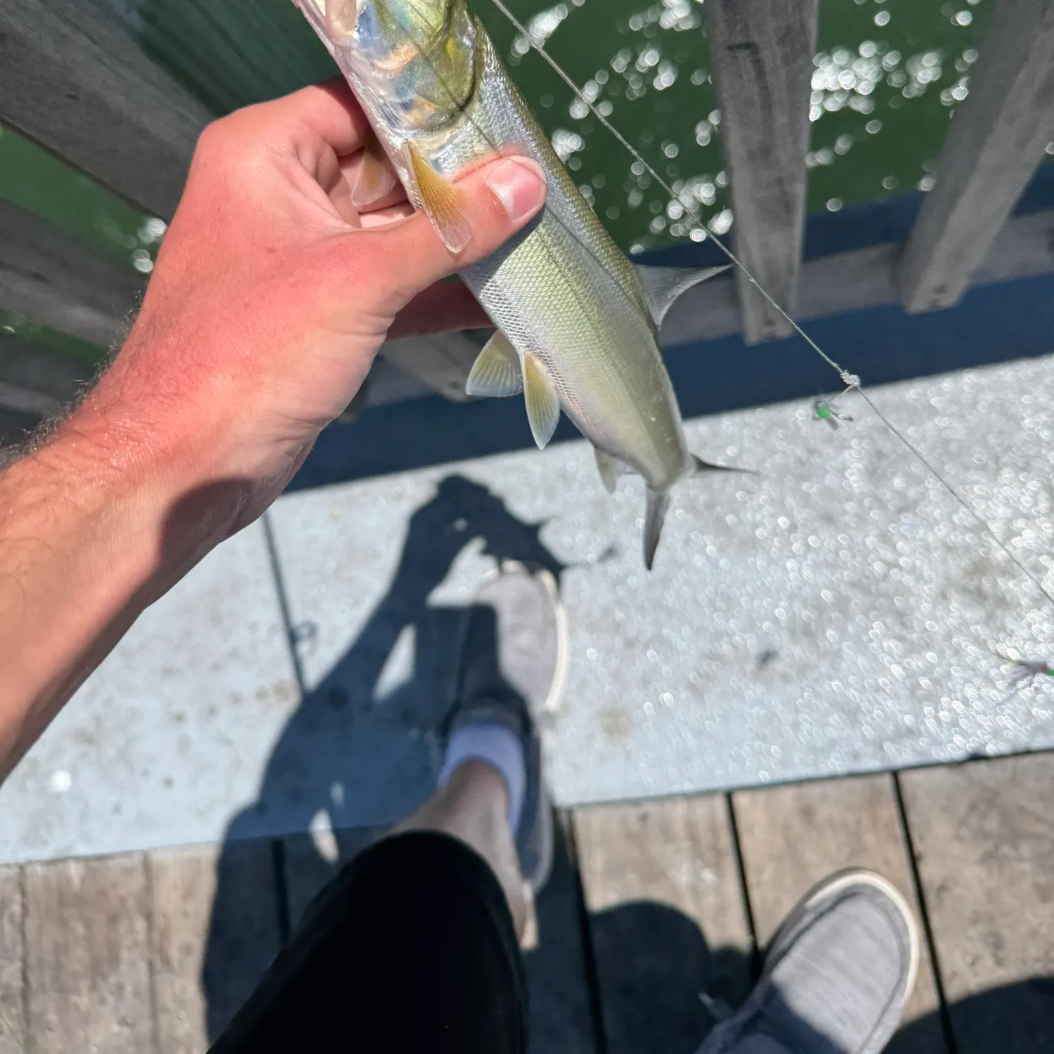 The most recent Ladyfish catches on Fishbrain