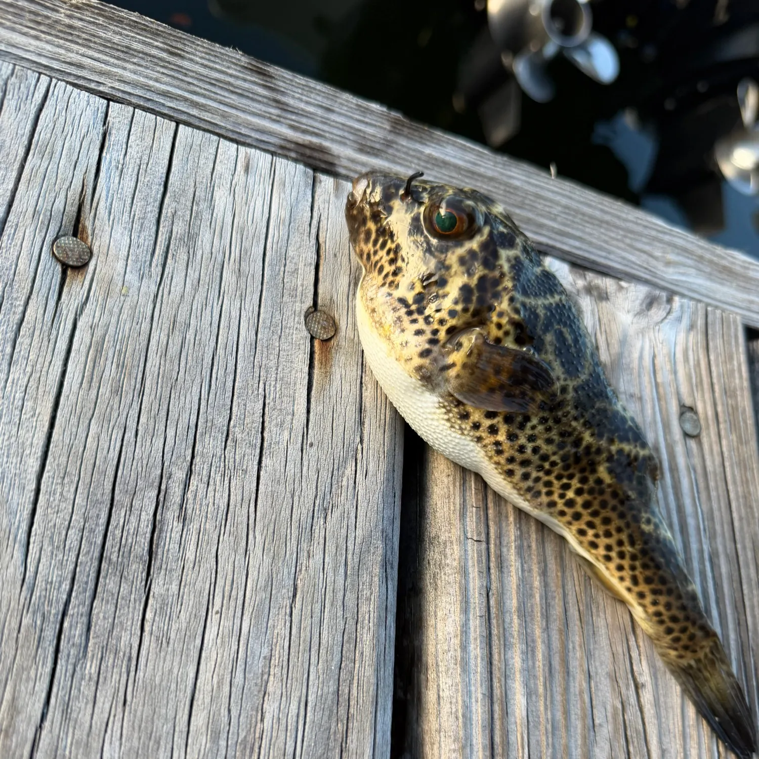 The most recent Checkered puffer catches on Fishbrain
