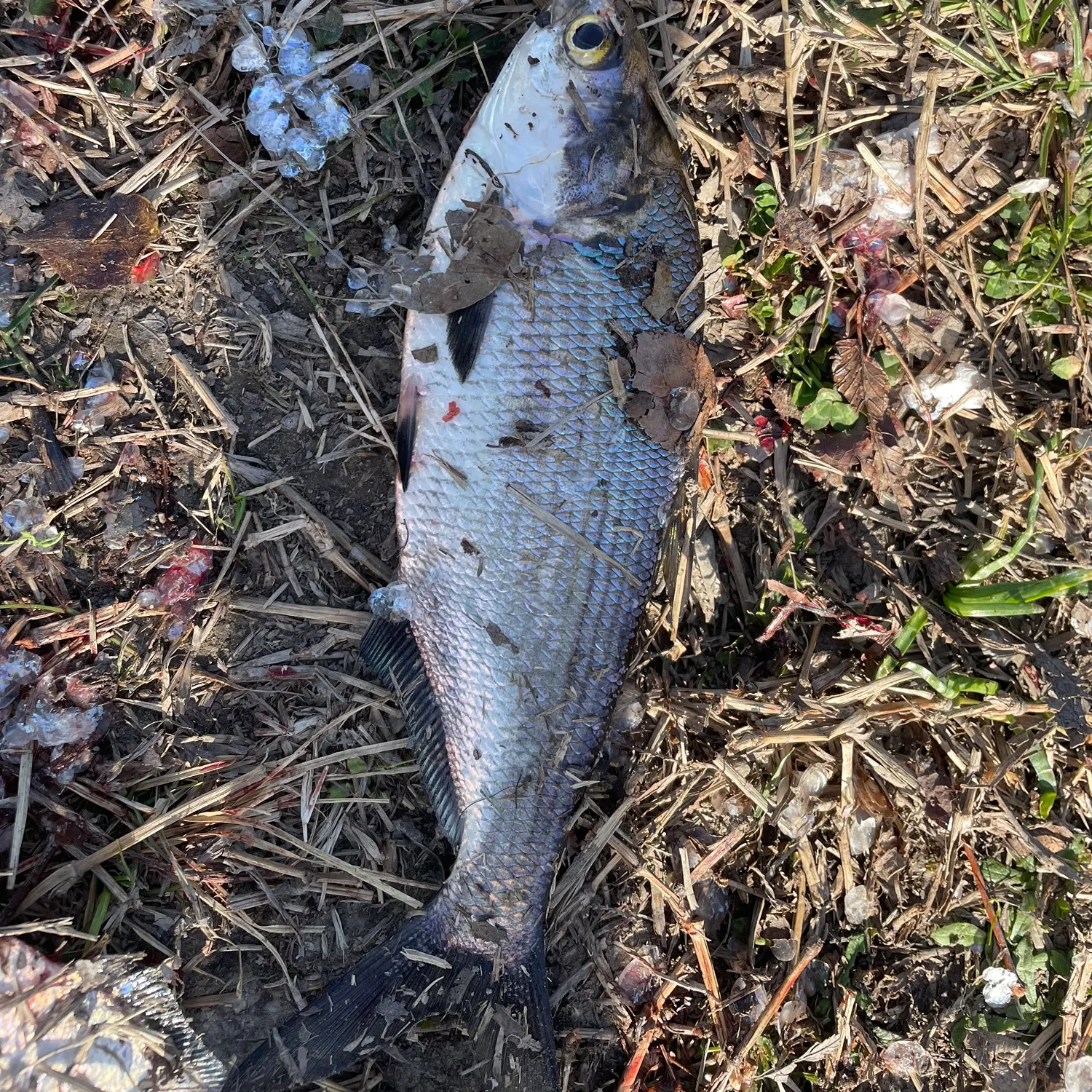 The most recent American gizzard shad catches on Fishbrain