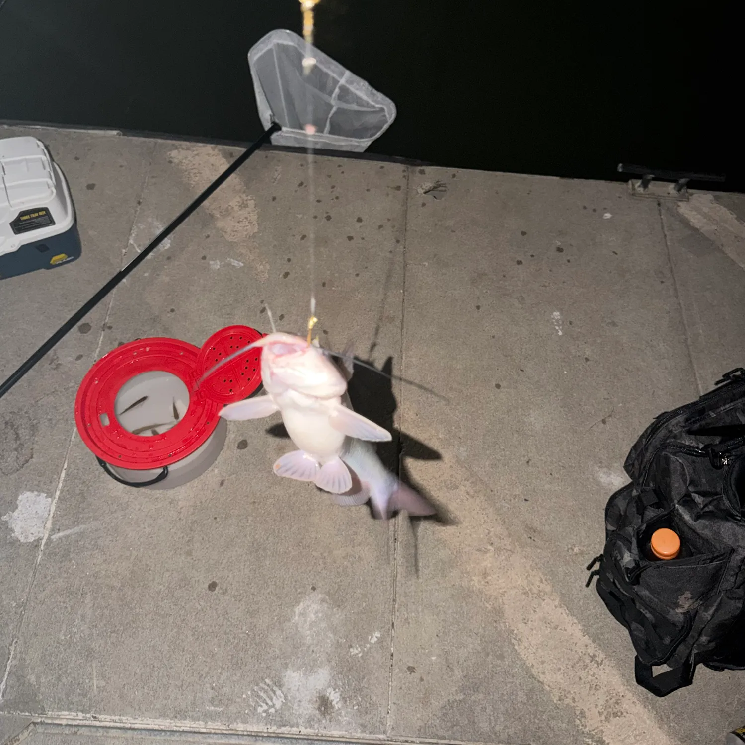 Blue catfish caught on Fishbrain