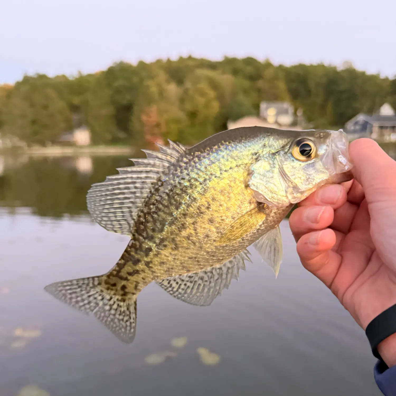 White crappie caught on Fishbrain