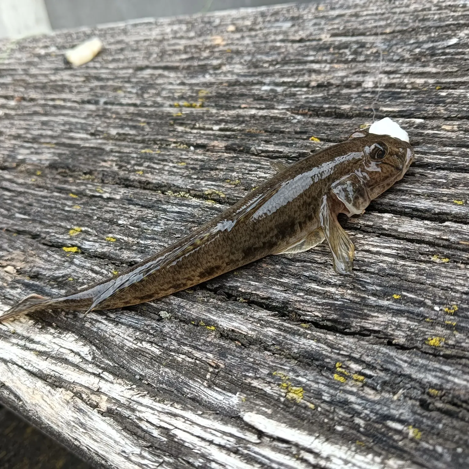 The most recent Common goby catches on Fishbrain