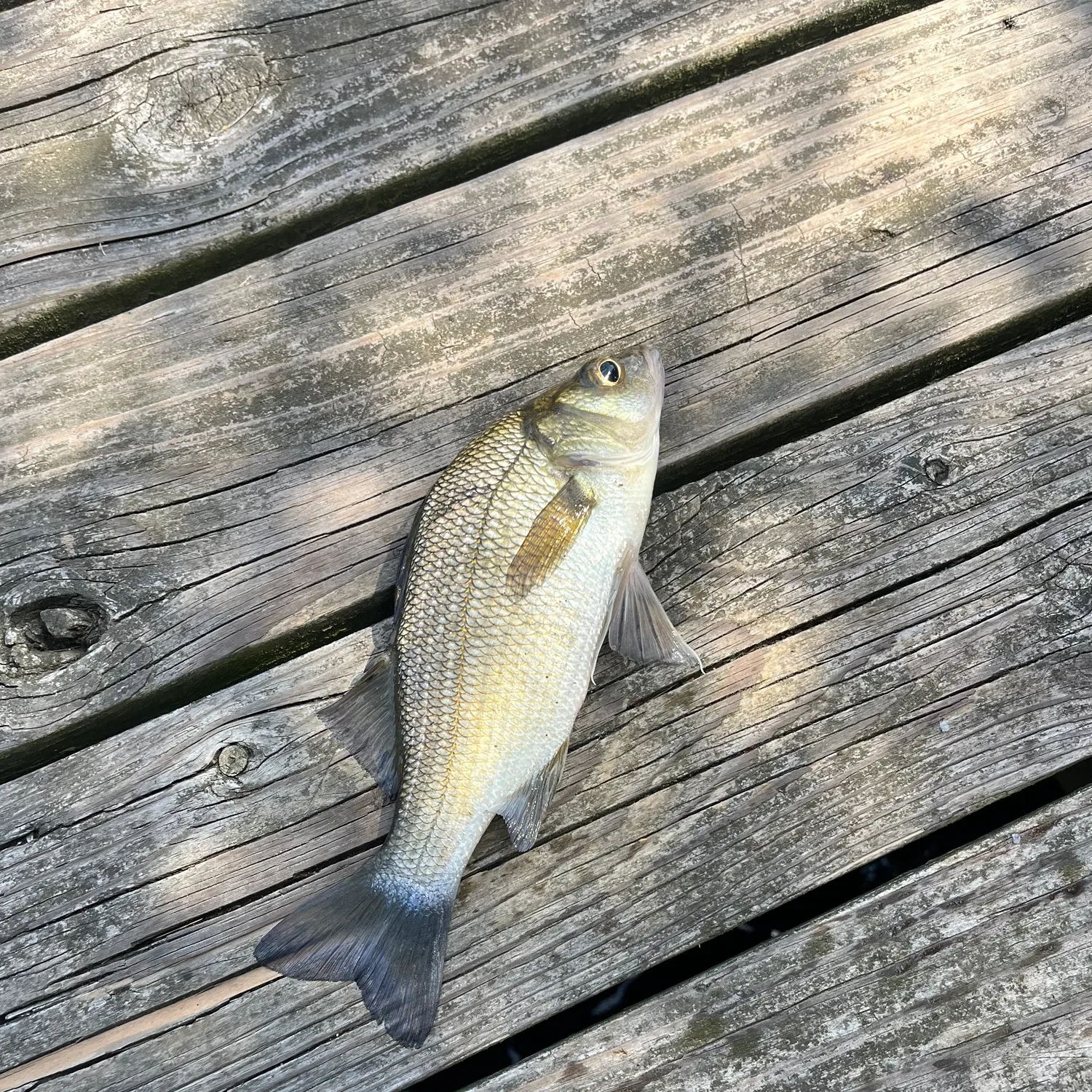 White perch caught on Fishbrain