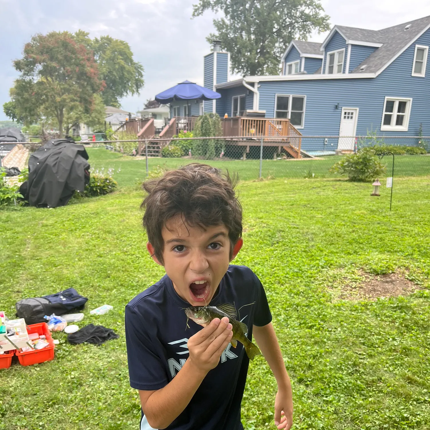 Yellow perch caught on Fishbrain
