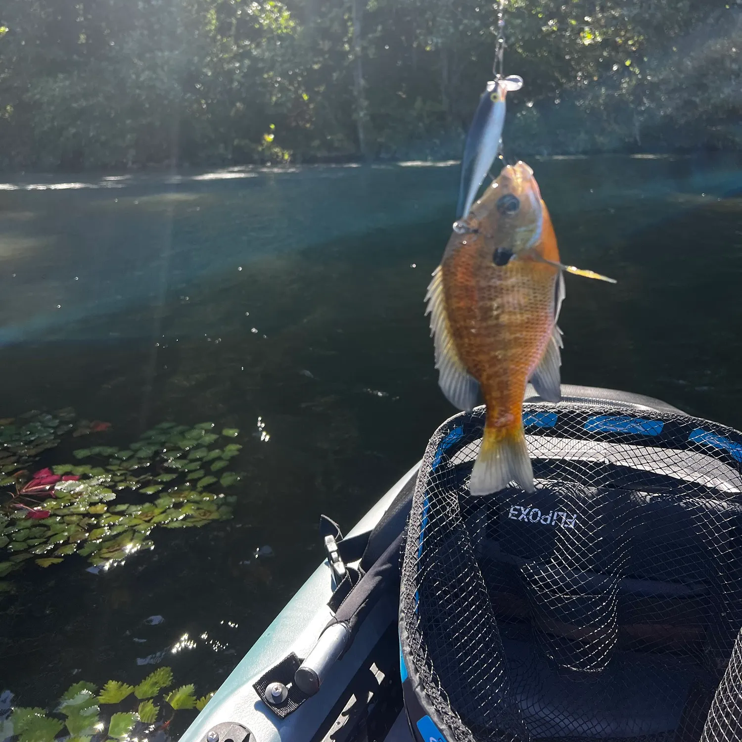 Bluegill caught on Fishbrain