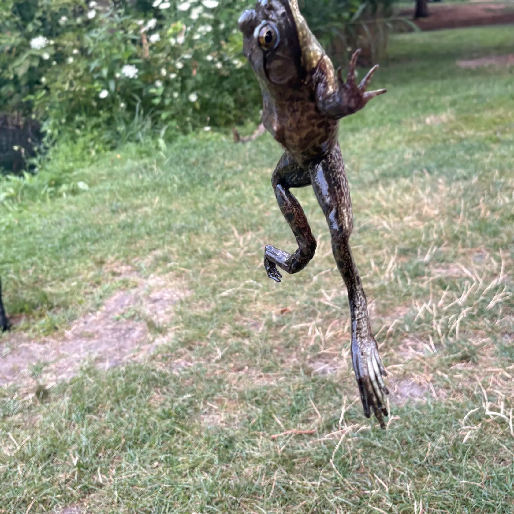 The most recent Pig frog catches on Fishbrain