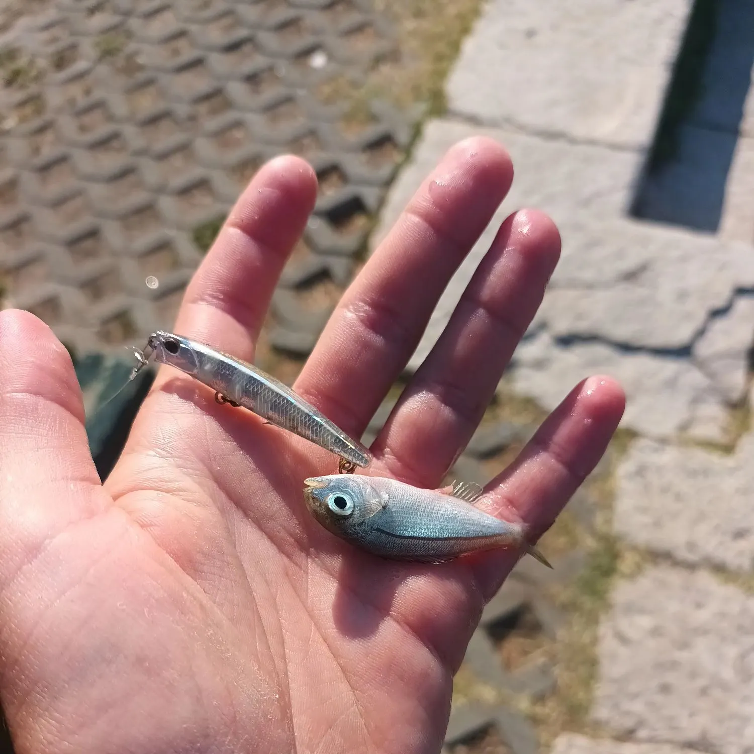 The most recent Picarel catches on Fishbrain