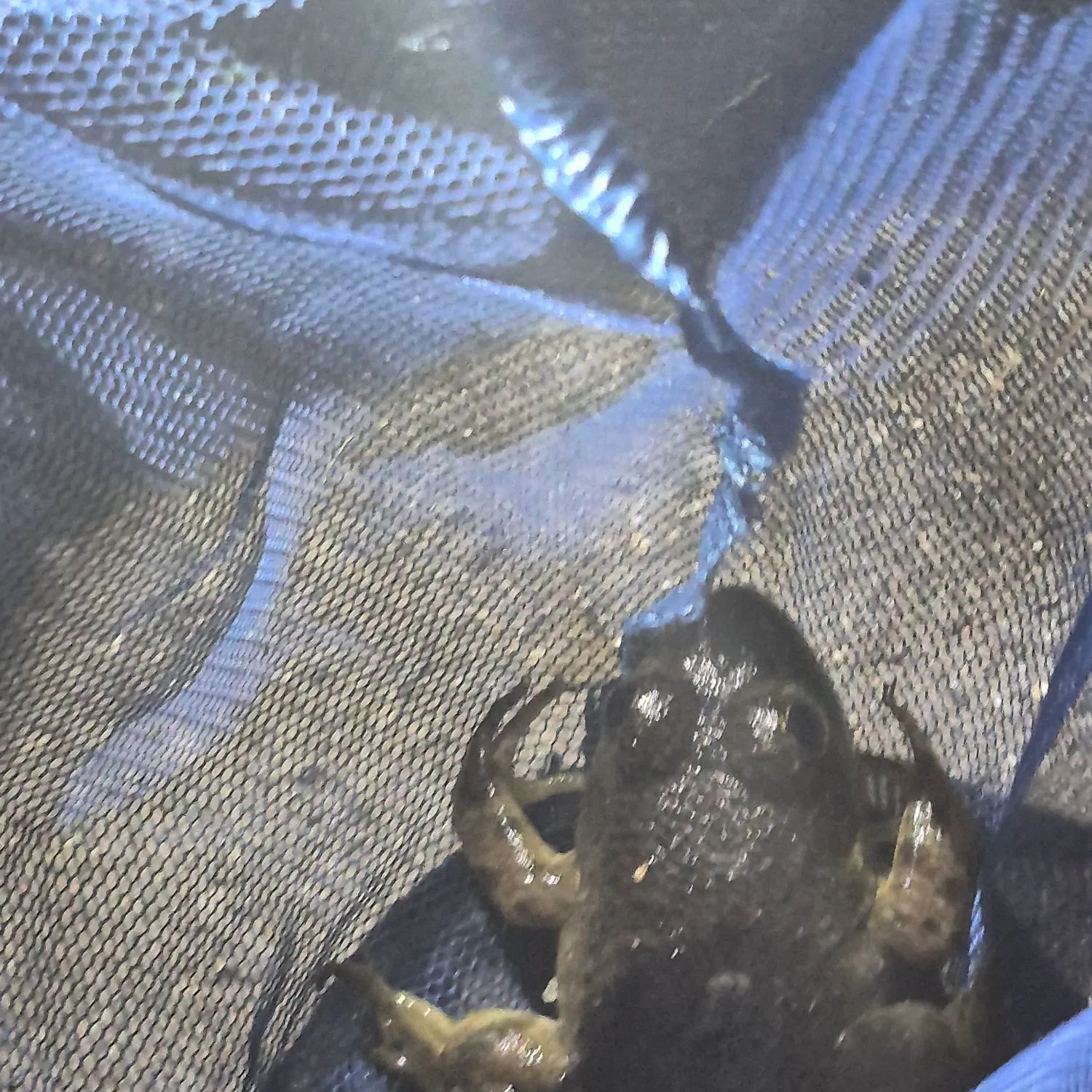 American bullfrog caught on Fishbrain