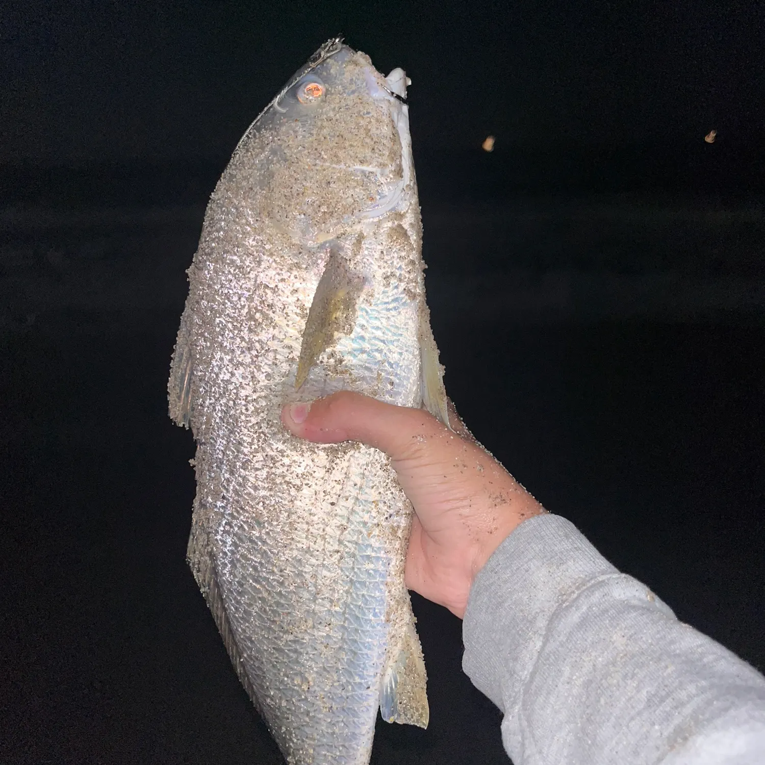 Yellowfin croaker caught on Fishbrain