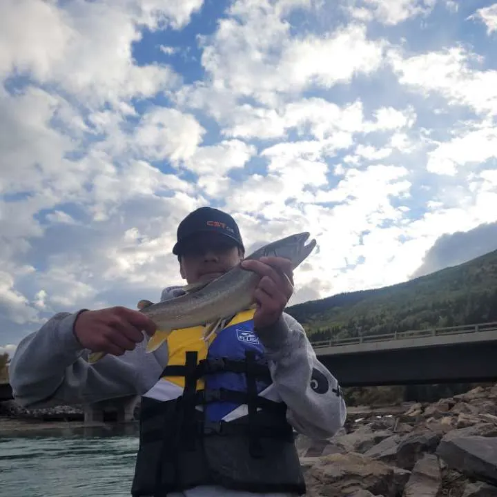 Bull trout caught on Fishbrain