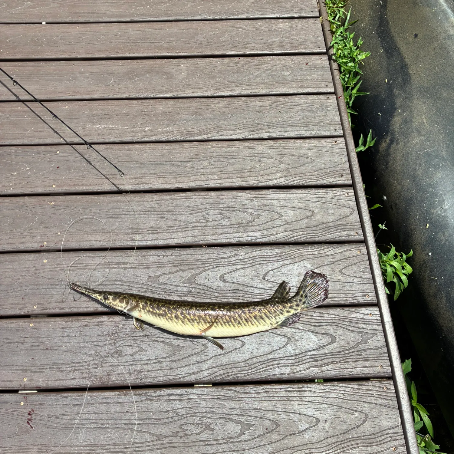The most recent Florida gar catches on Fishbrain