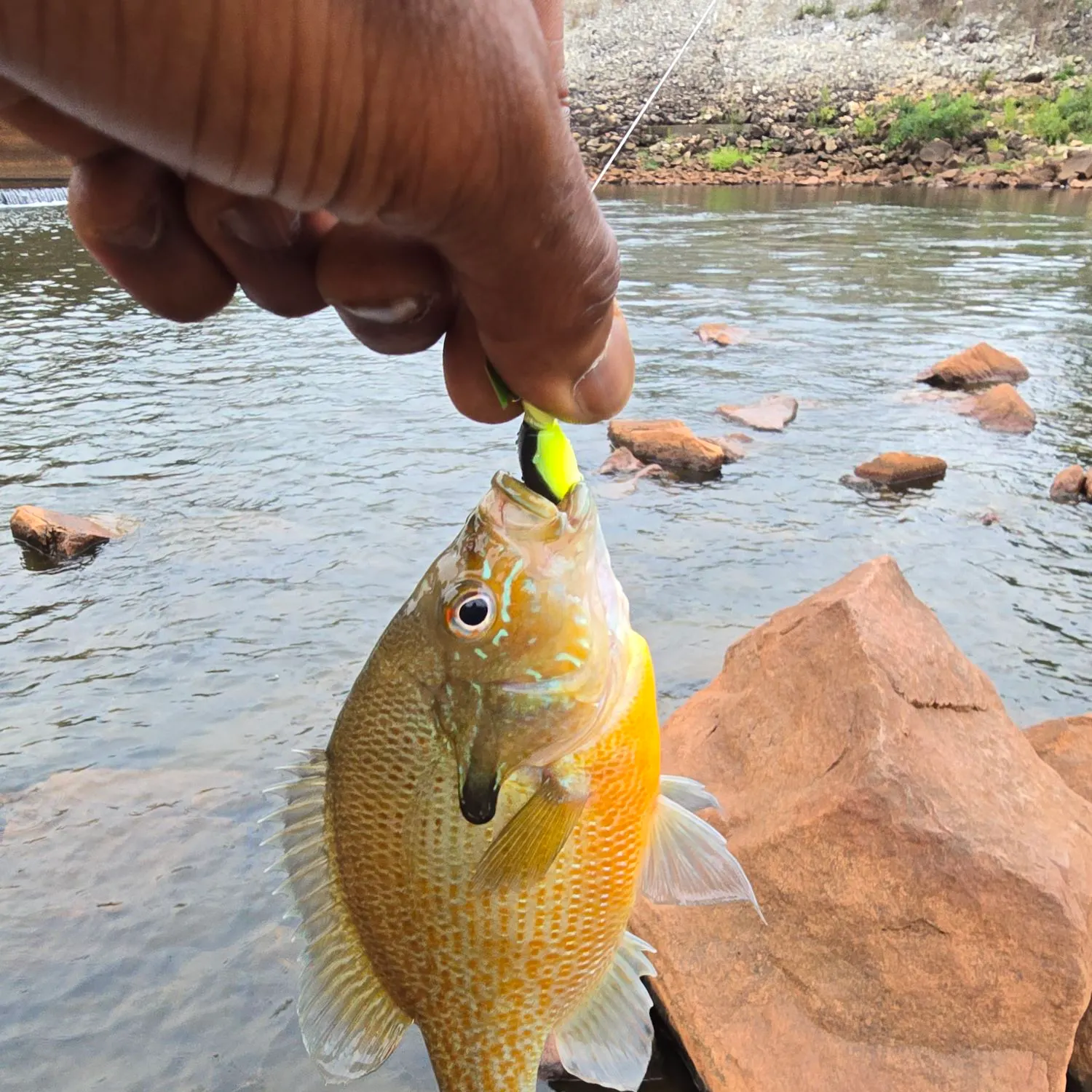 Redbreast sunfish caught on Fishbrain