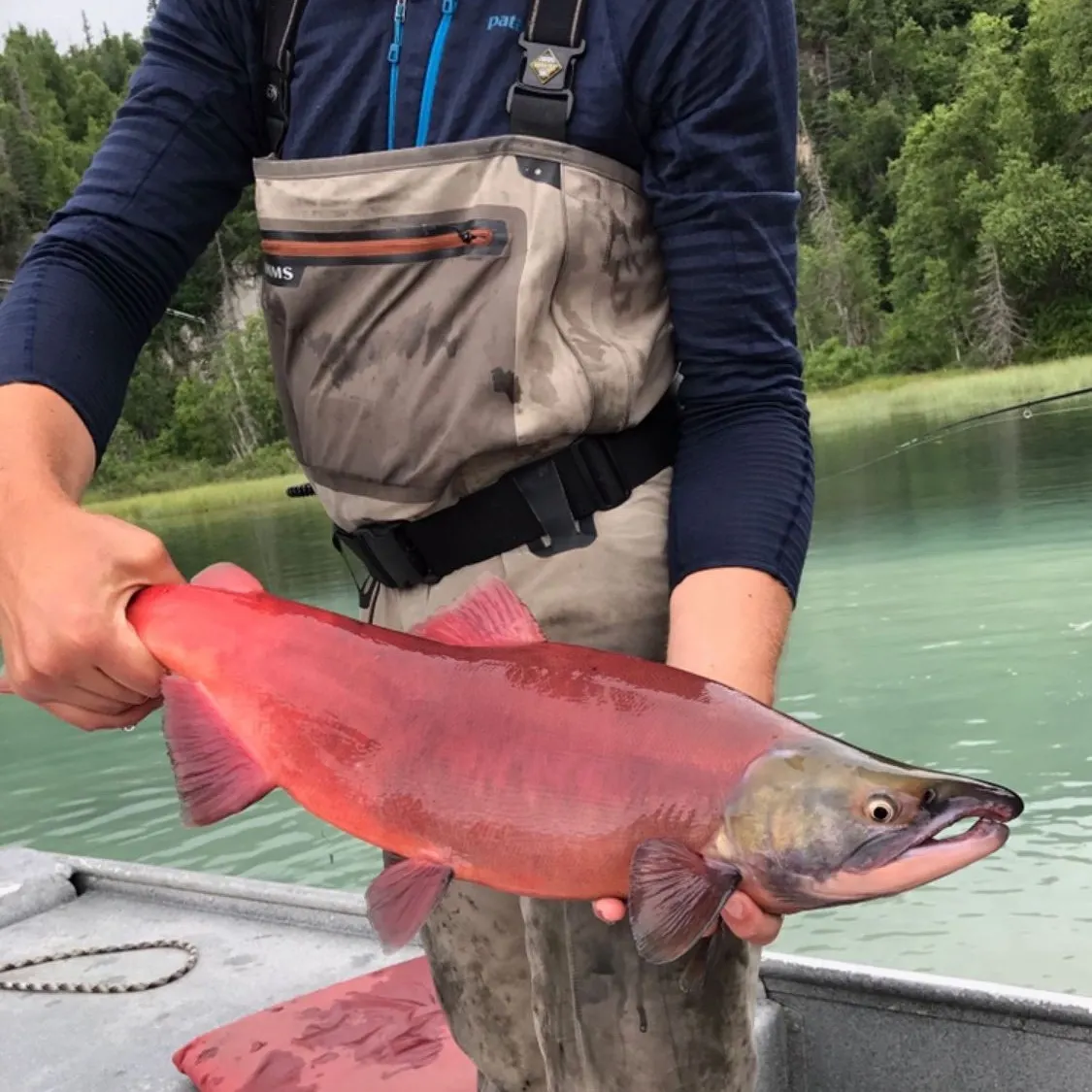 The most recent Sockeye salmon catches on Fishbrain