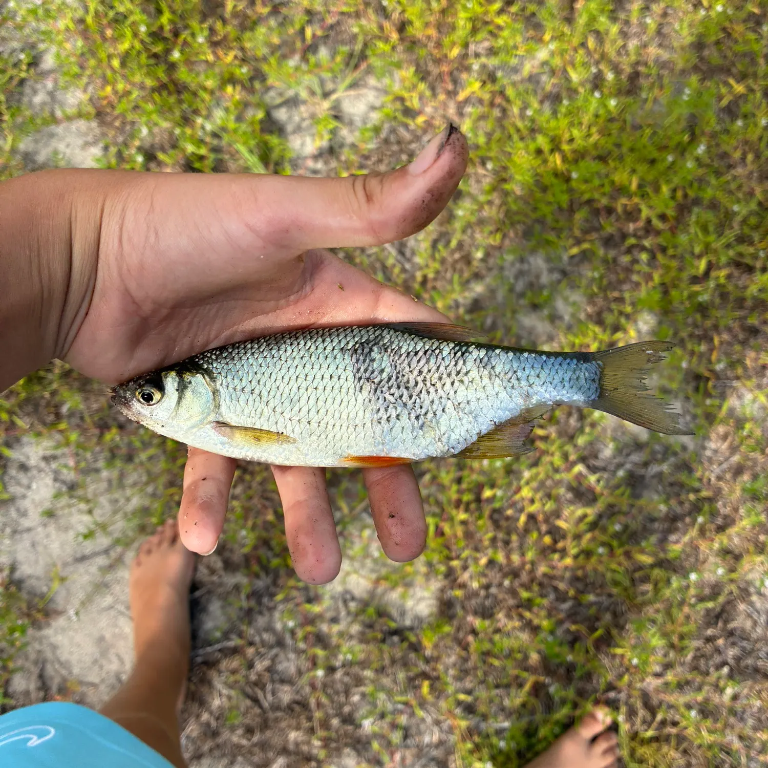 Golden shiner caught on Fishbrain