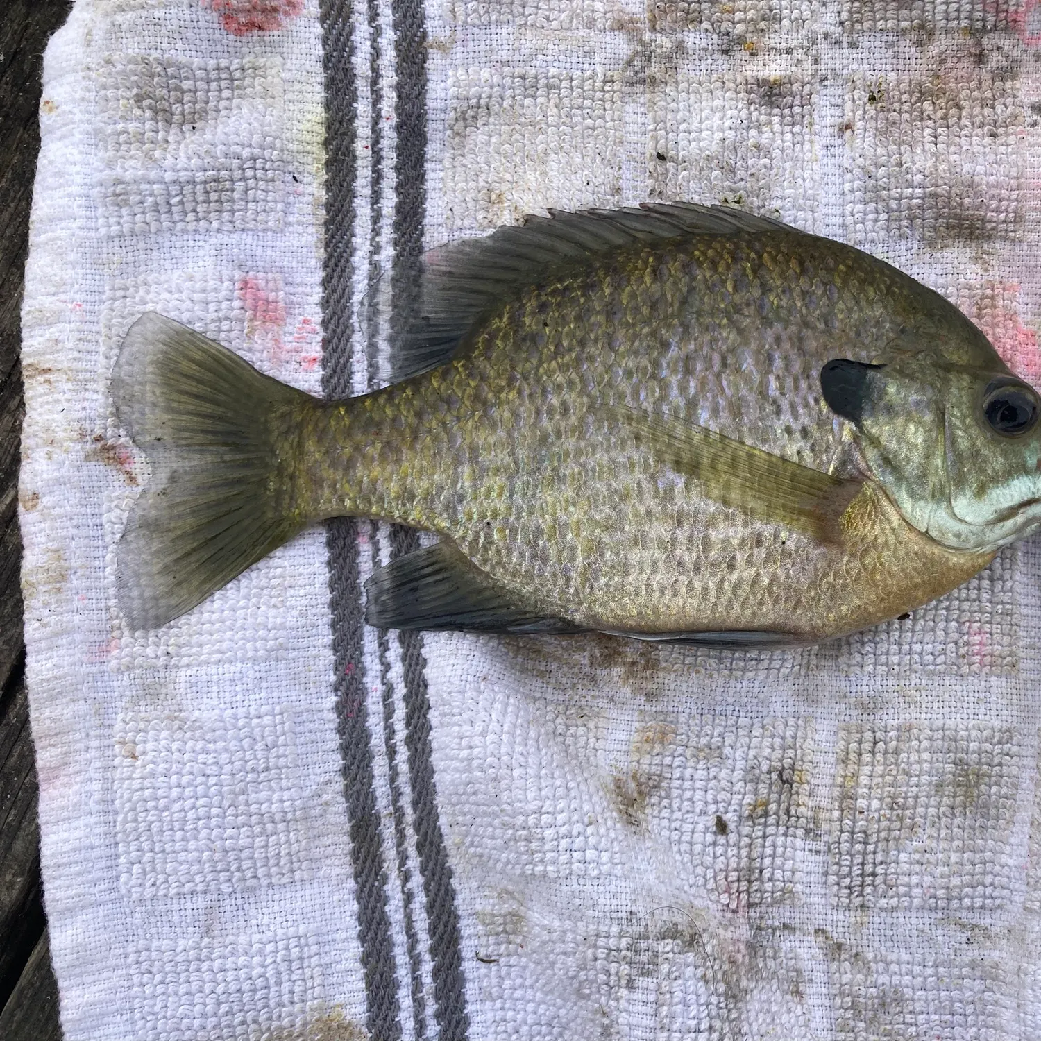 Bluegill caught on Fishbrain