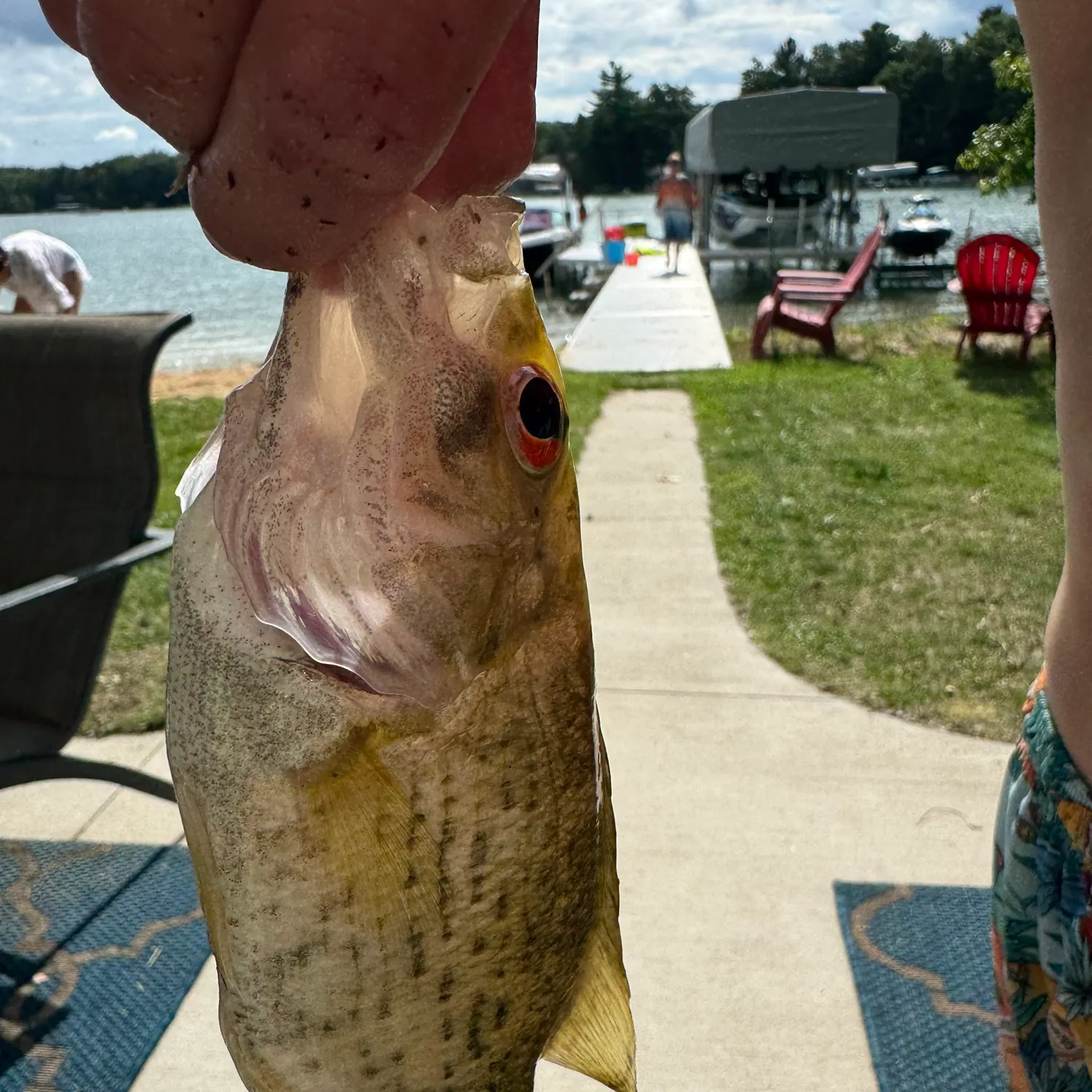 Rock bass caught on Fishbrain