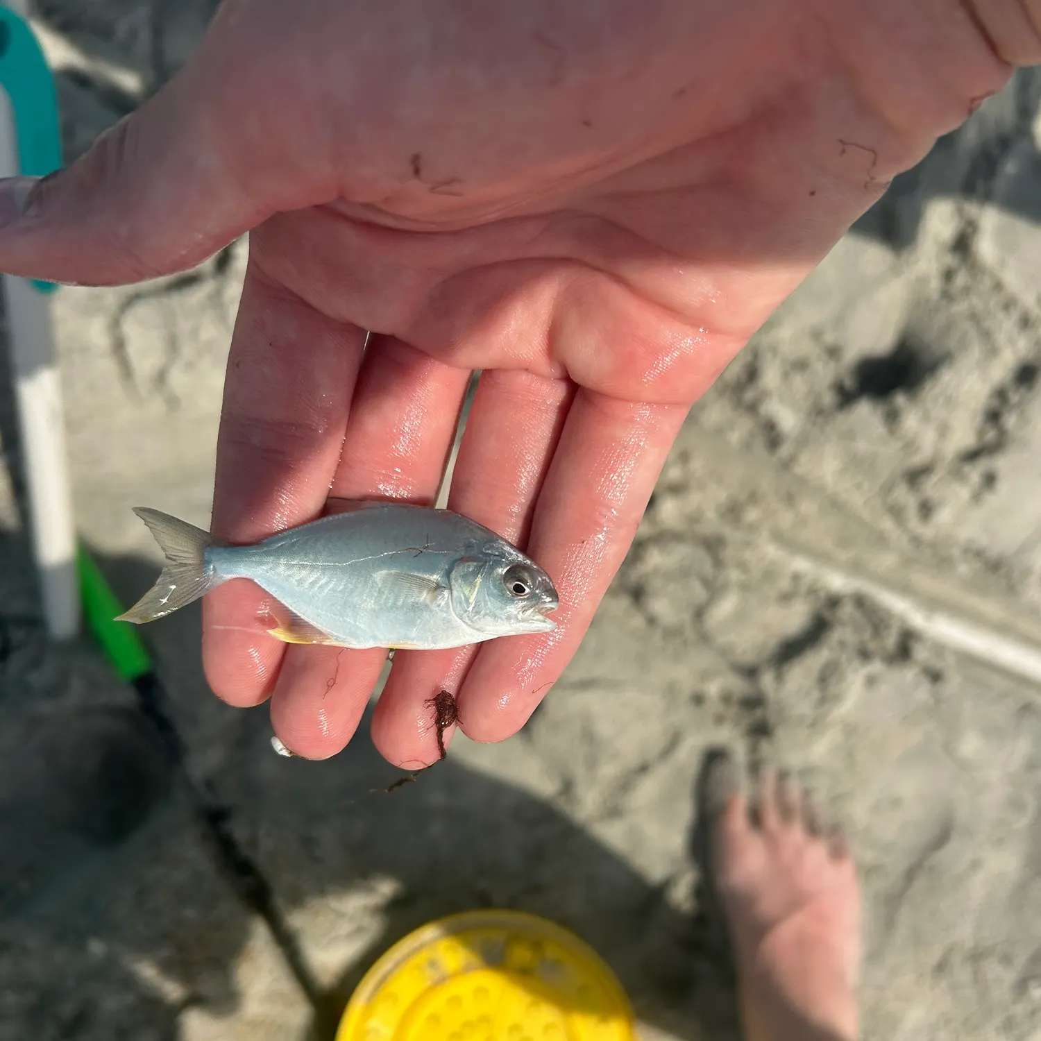 The most recent Southern pompano catches on Fishbrain