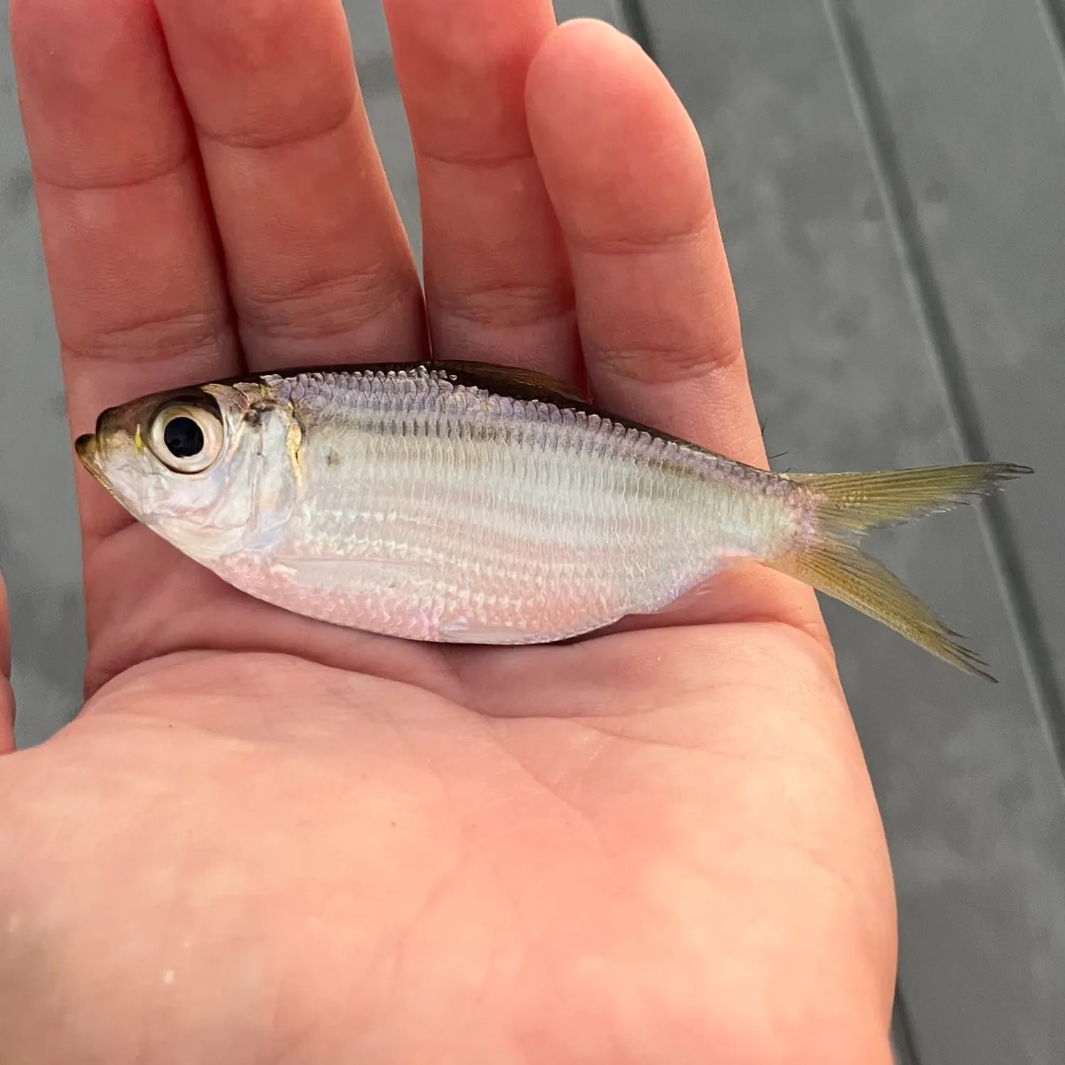 Scaled herring caught on Fishbrain