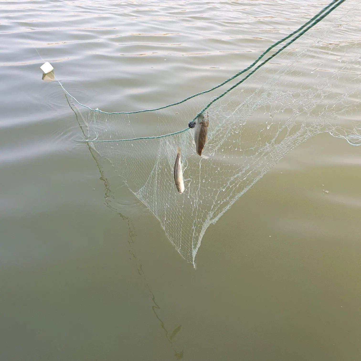 The most recent Thinlip grey mullet catches on Fishbrain