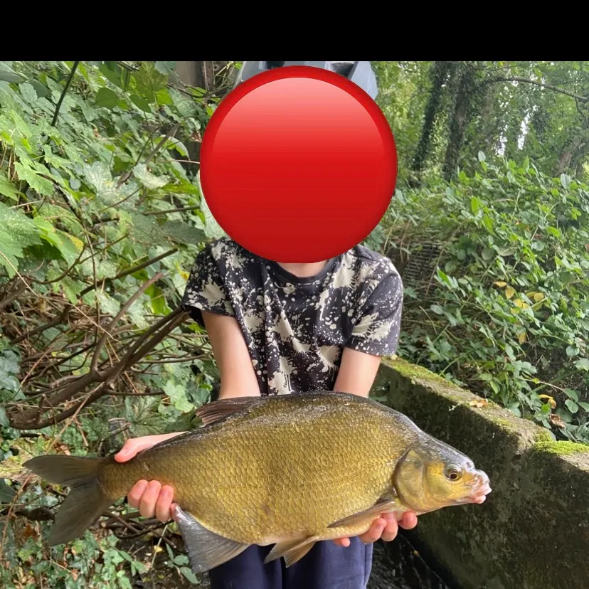 The most recent Common bream catches on Fishbrain