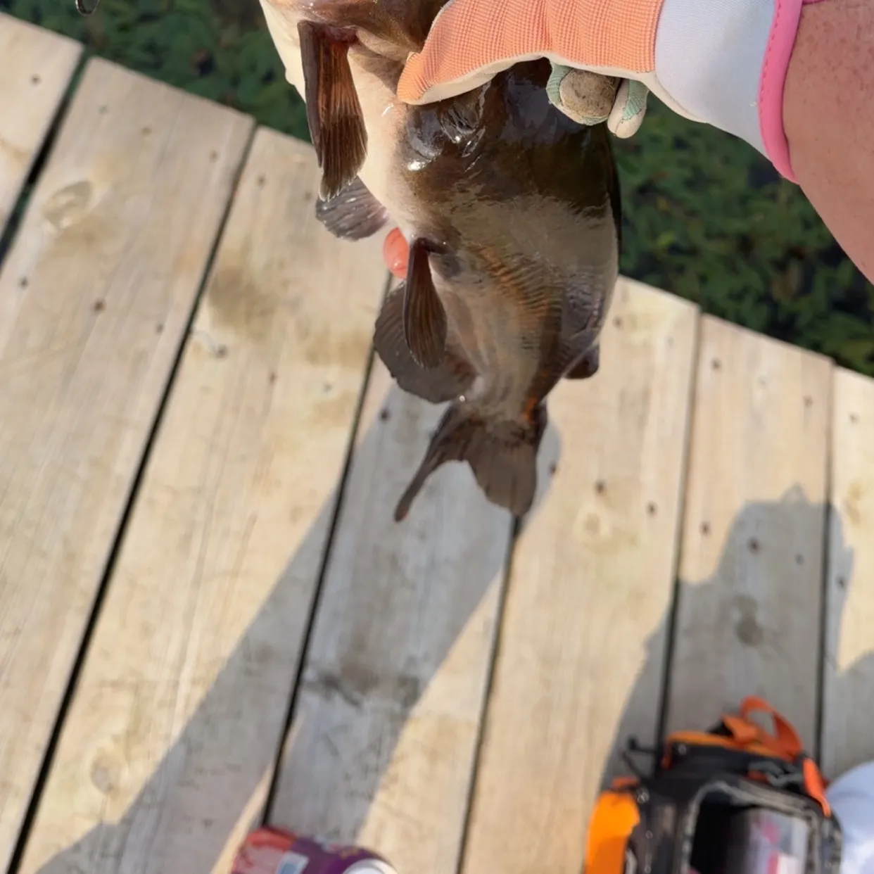 recently logged catches