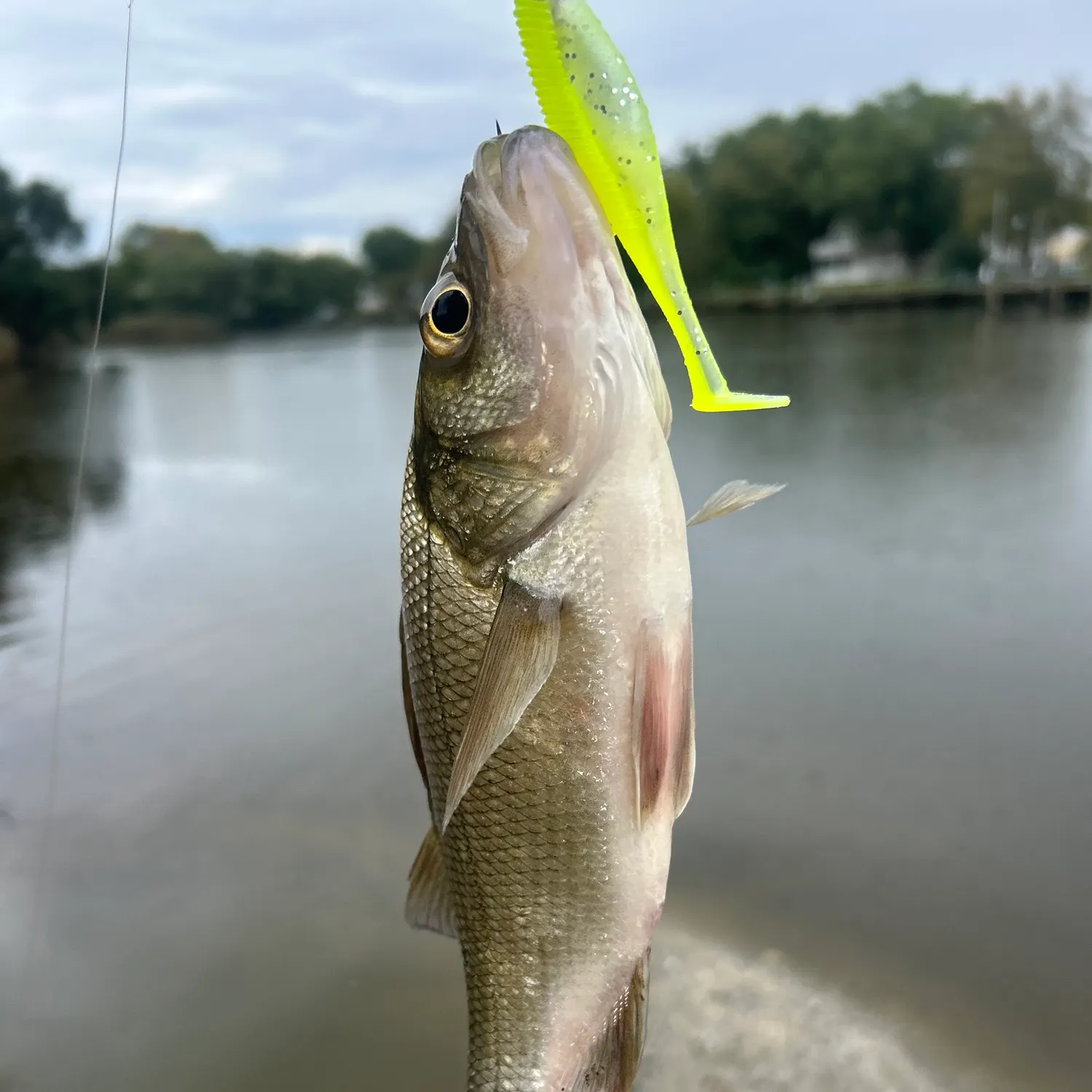 White perch caught on Fishbrain
