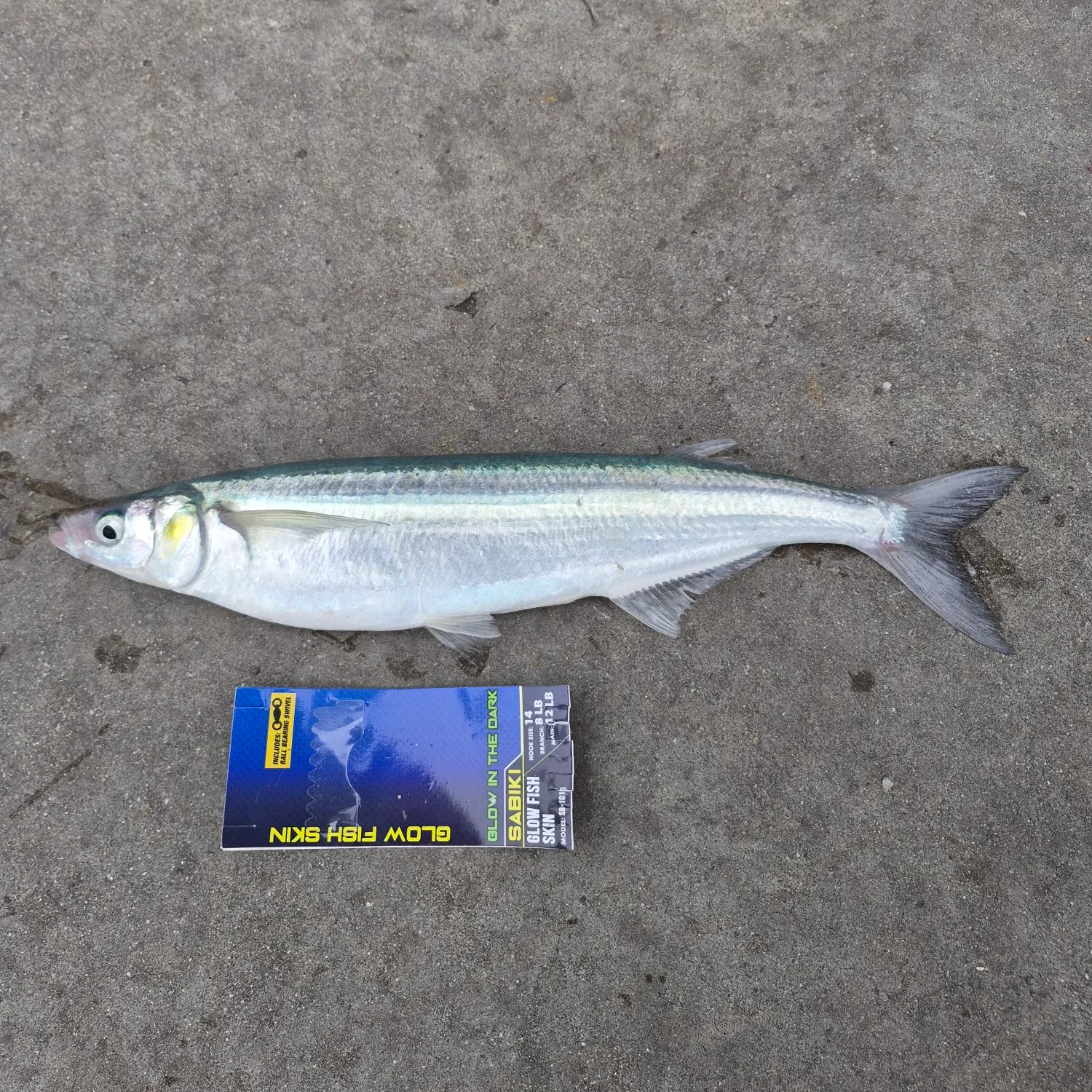 The most recent Jack silverside catches on Fishbrain