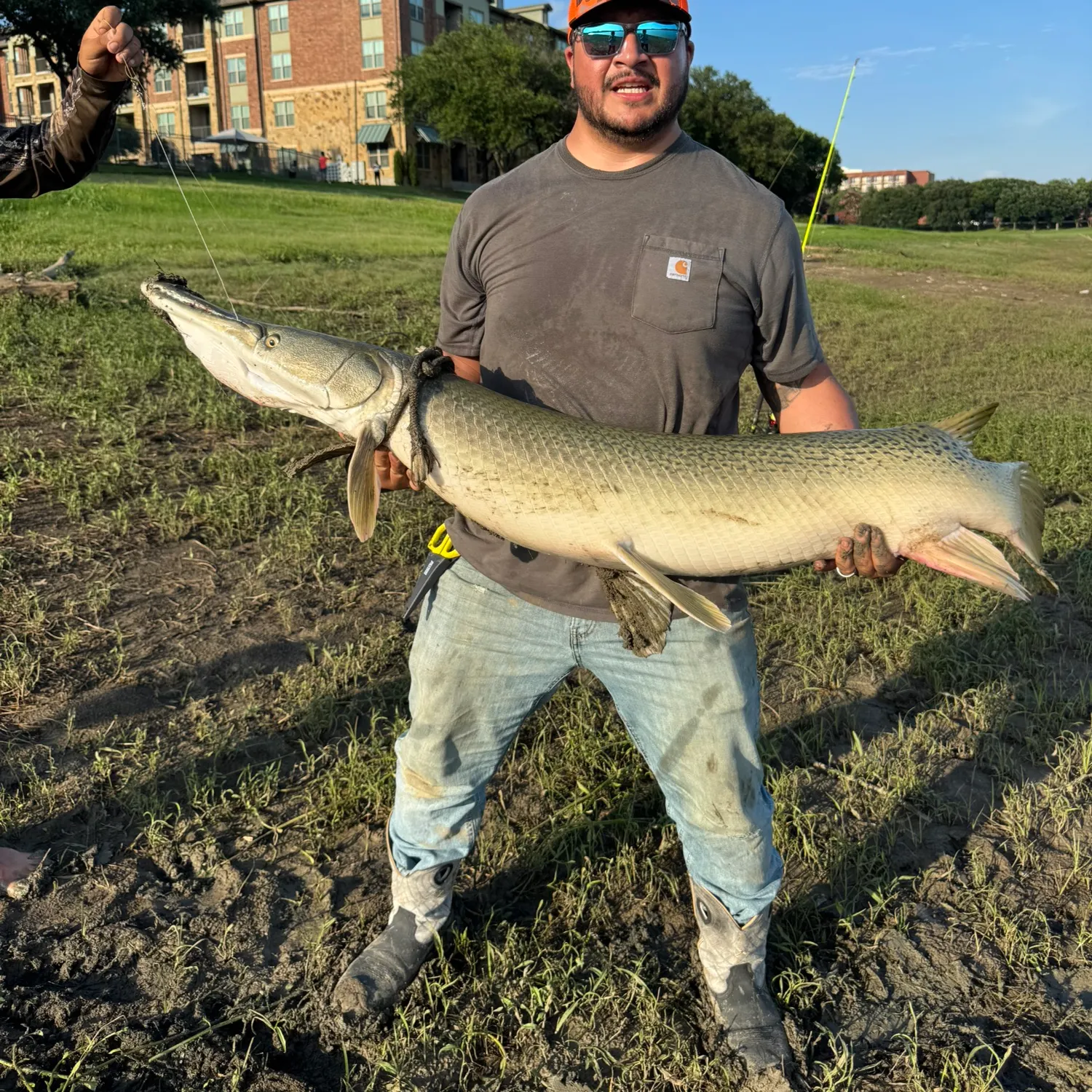 The most recent Alligator gar catches on Fishbrain
