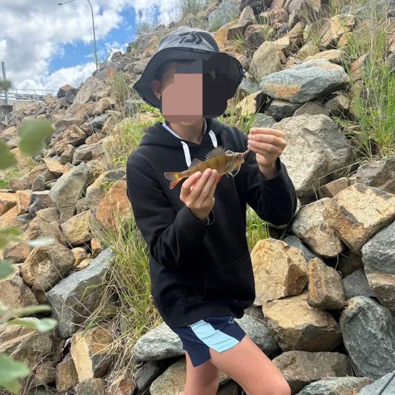 European perch caught on Fishbrain