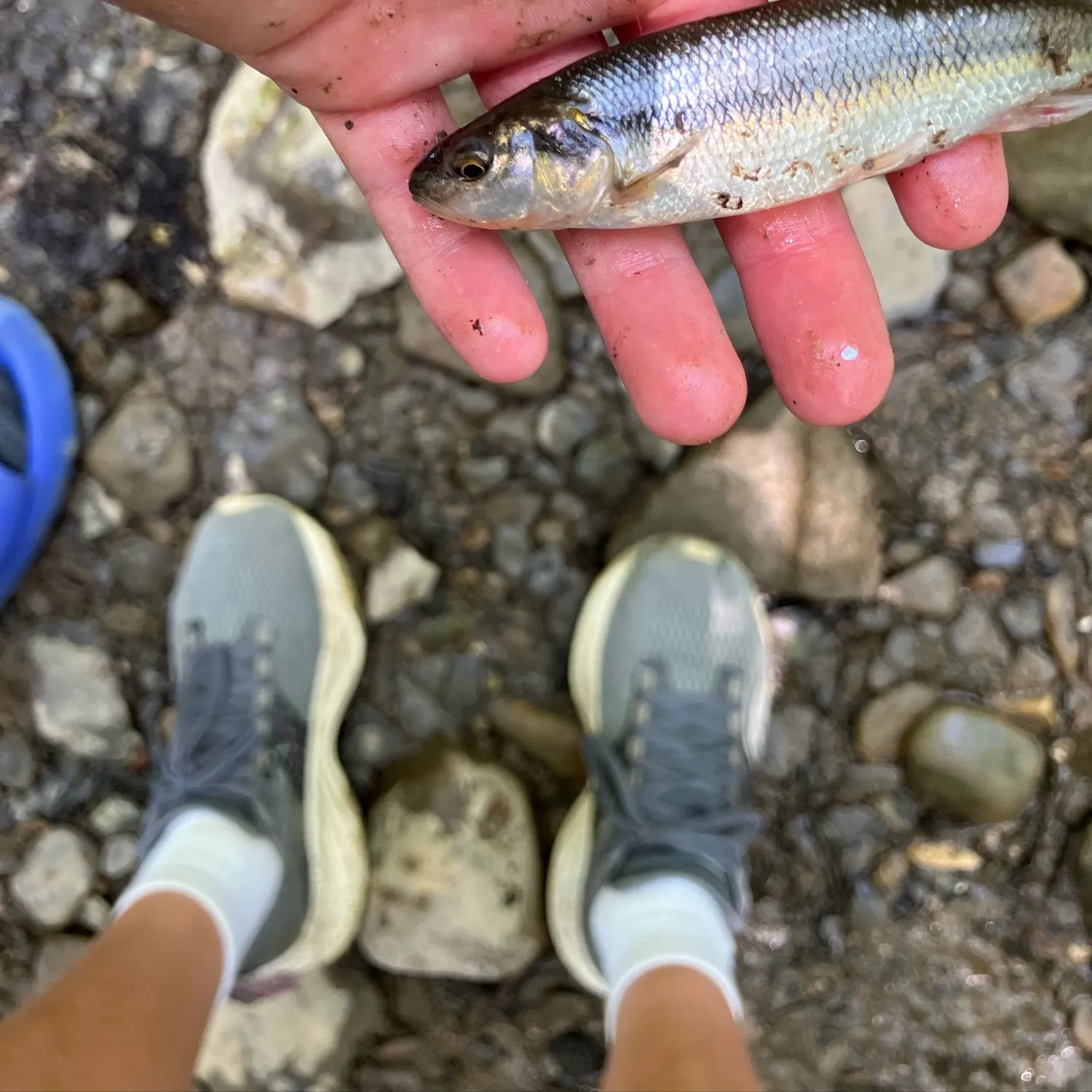 Creek chub caught on Fishbrain