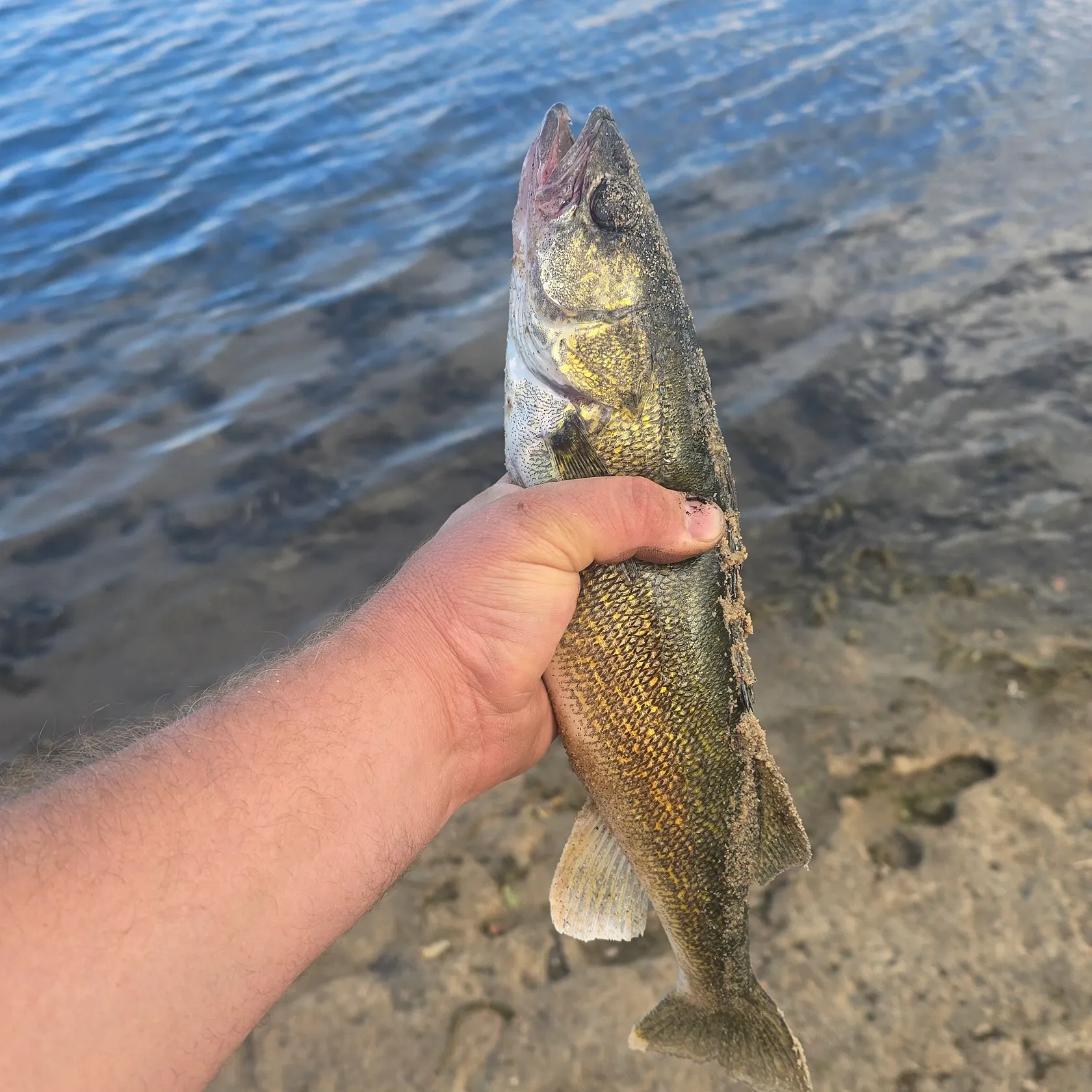 Walleye caught on Fishbrain