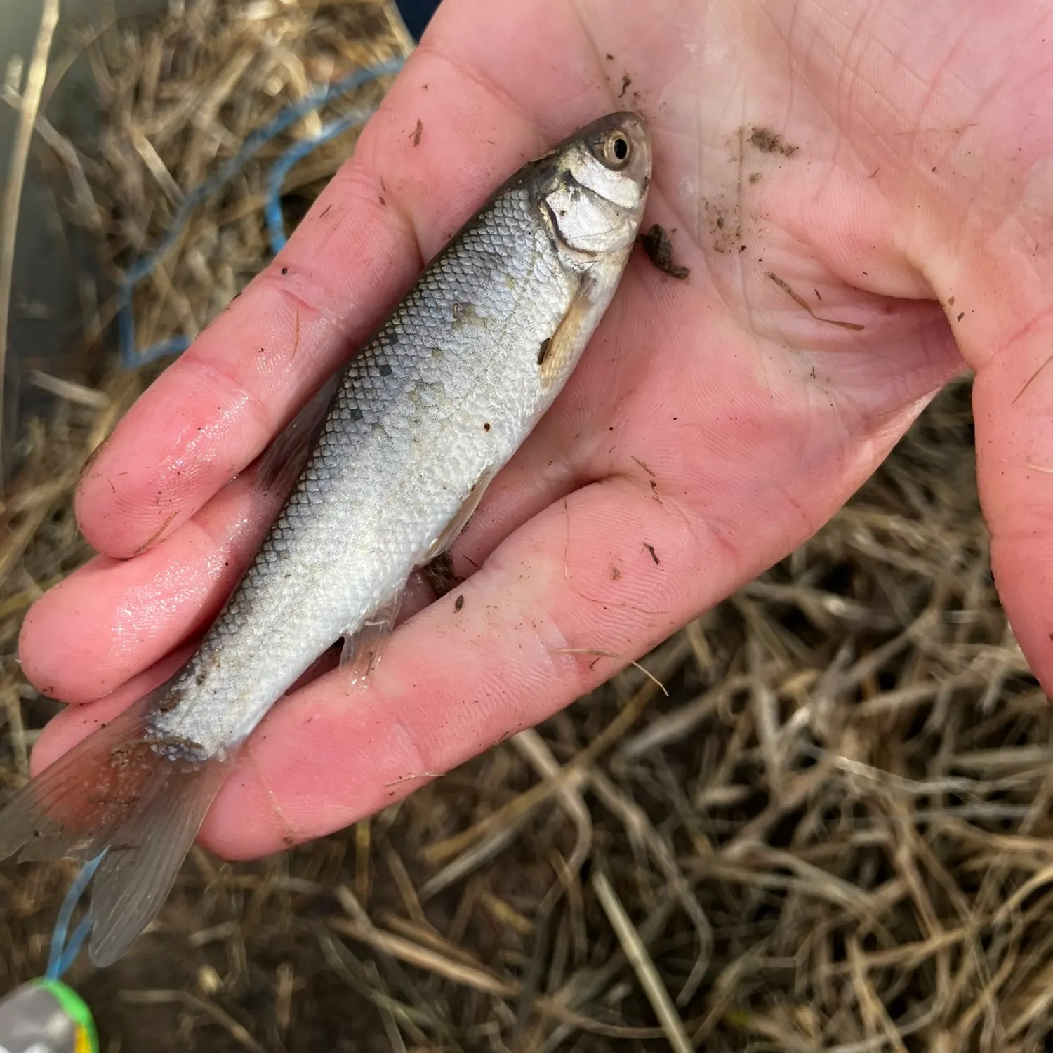 The most popular recent Common dace catch on Fishbrain