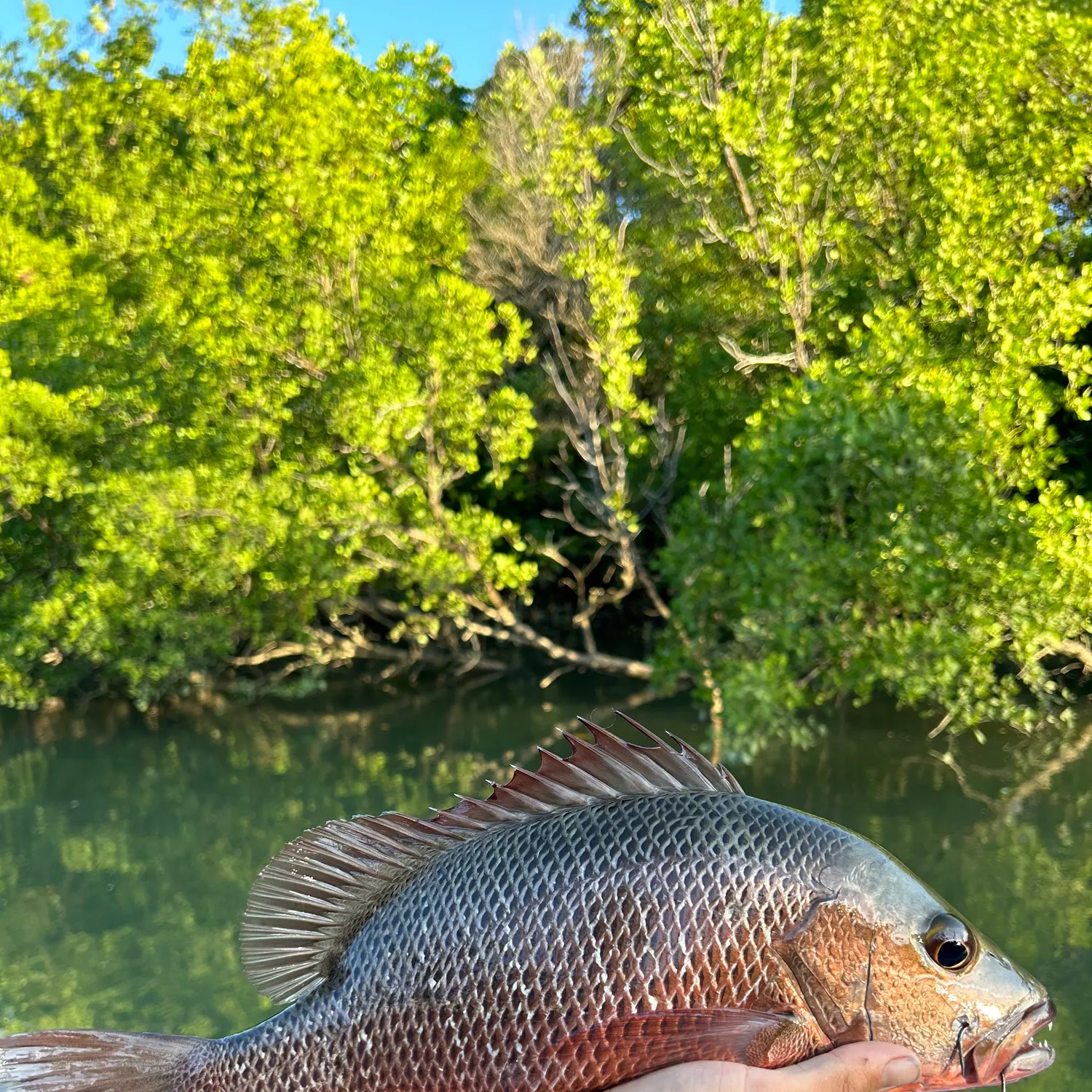 most liked catch image