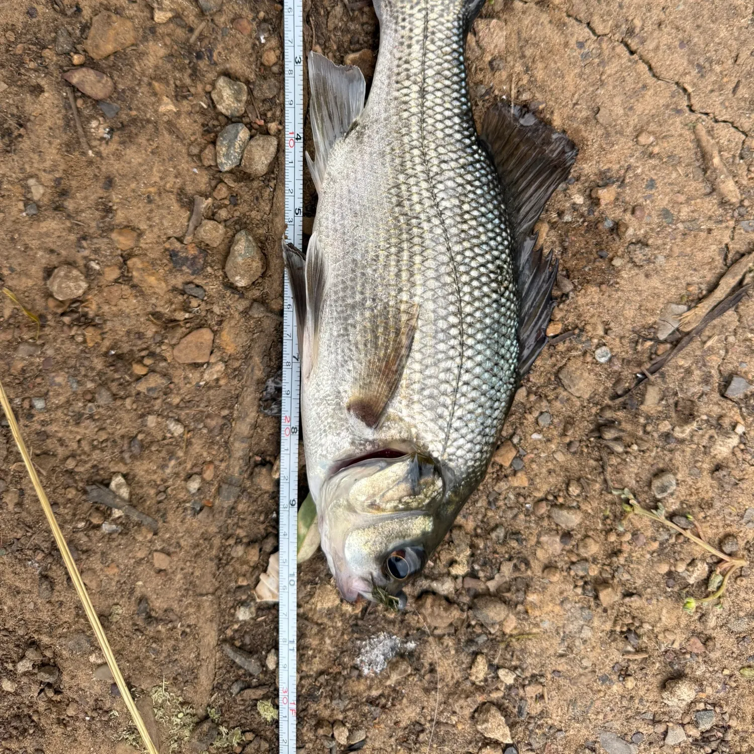 The most recent Australian bass catches on Fishbrain