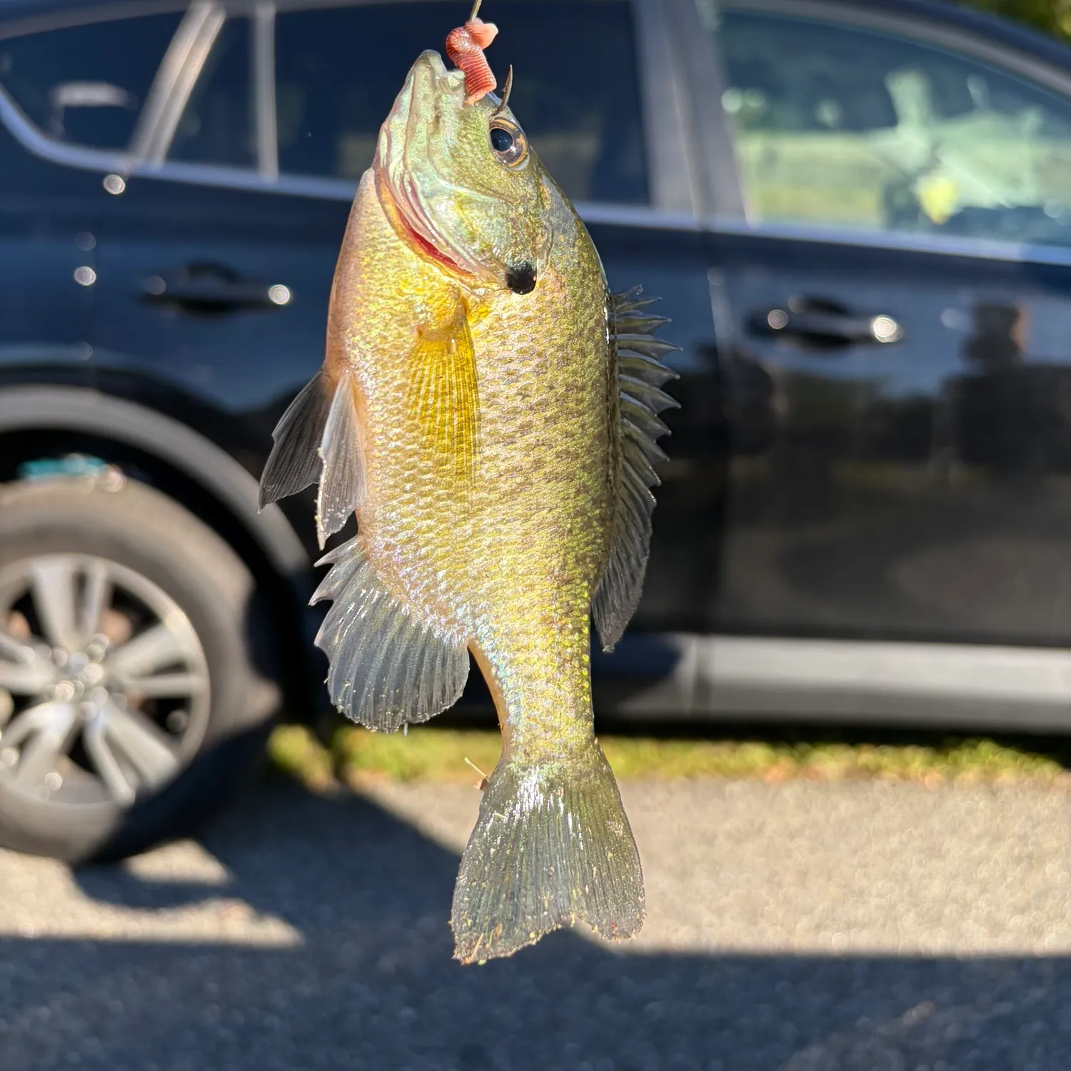 Bluegill caught on Fishbrain