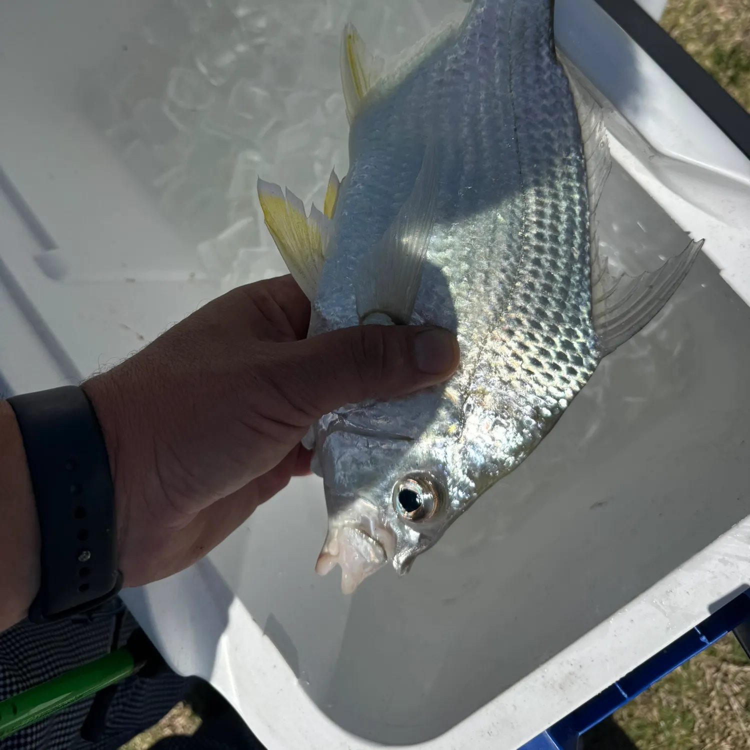 The most recent Striped mojarra catches on Fishbrain