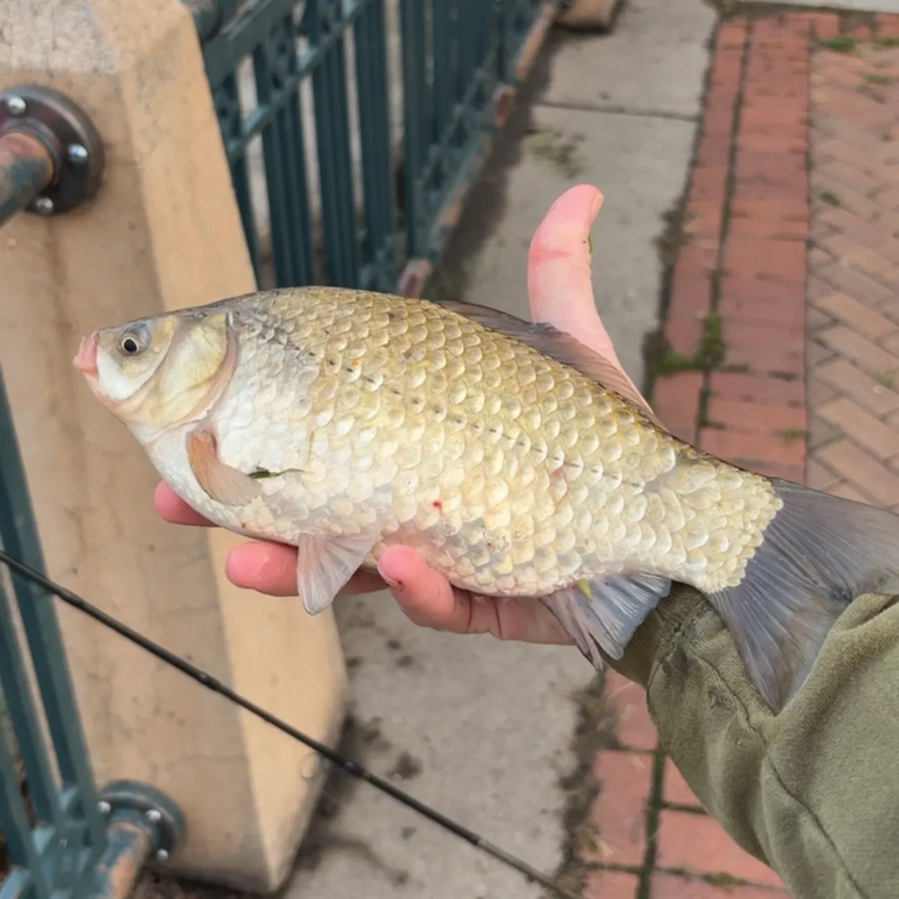 The most recent Goldfish catches on Fishbrain