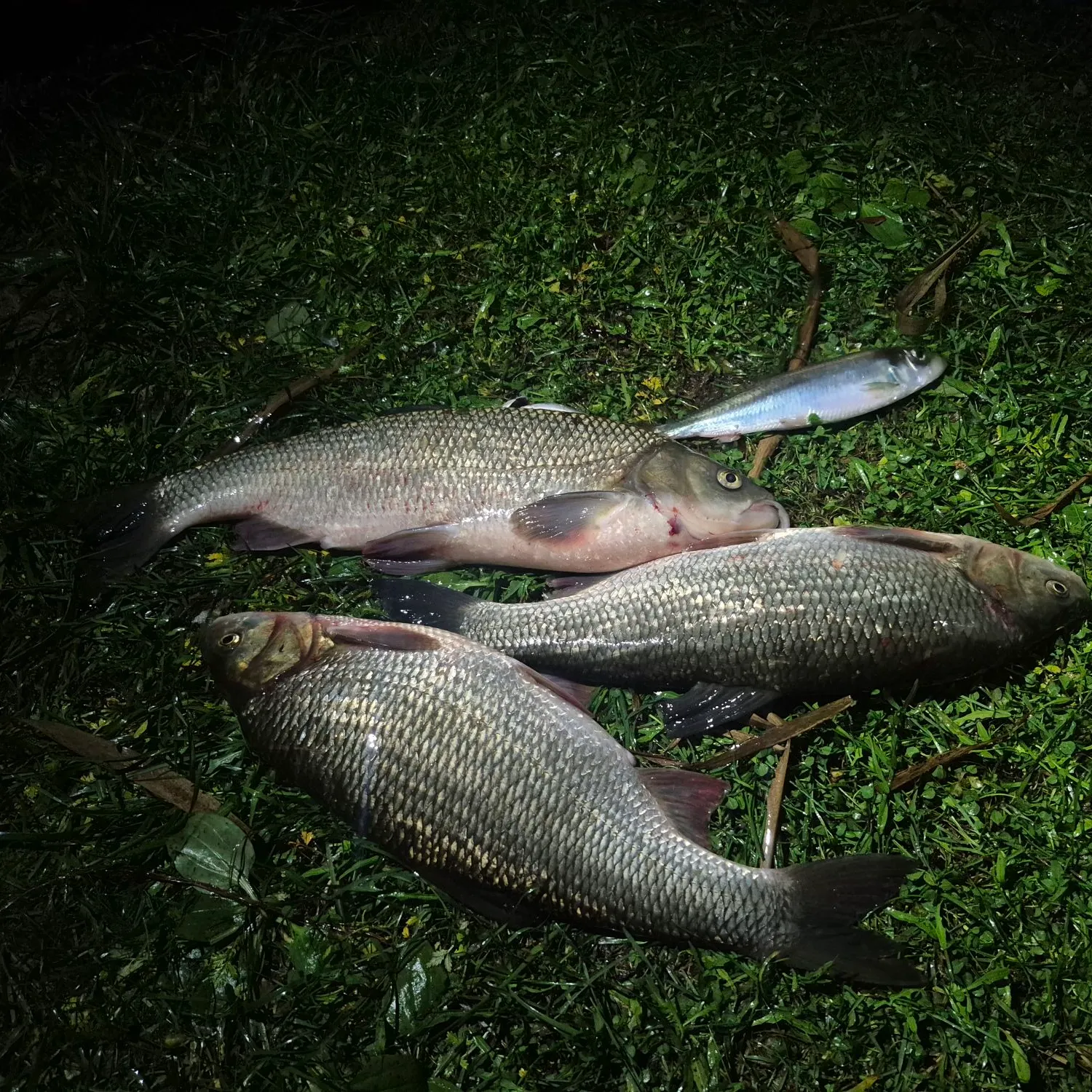 The most recent Ide catches on Fishbrain