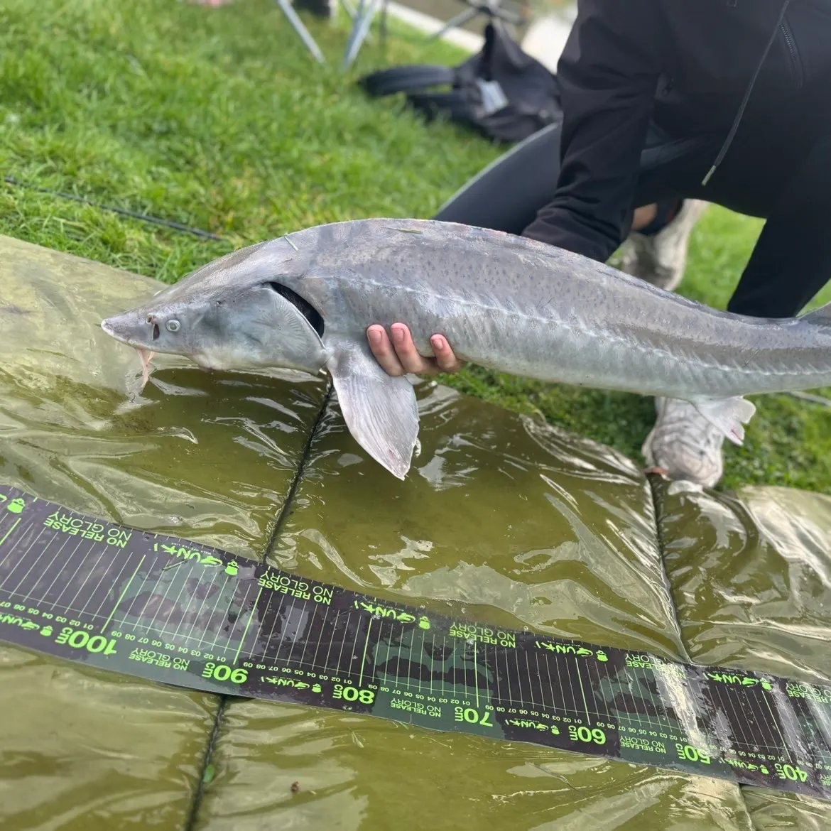 The most recent Siberian sturgeon catches on Fishbrain