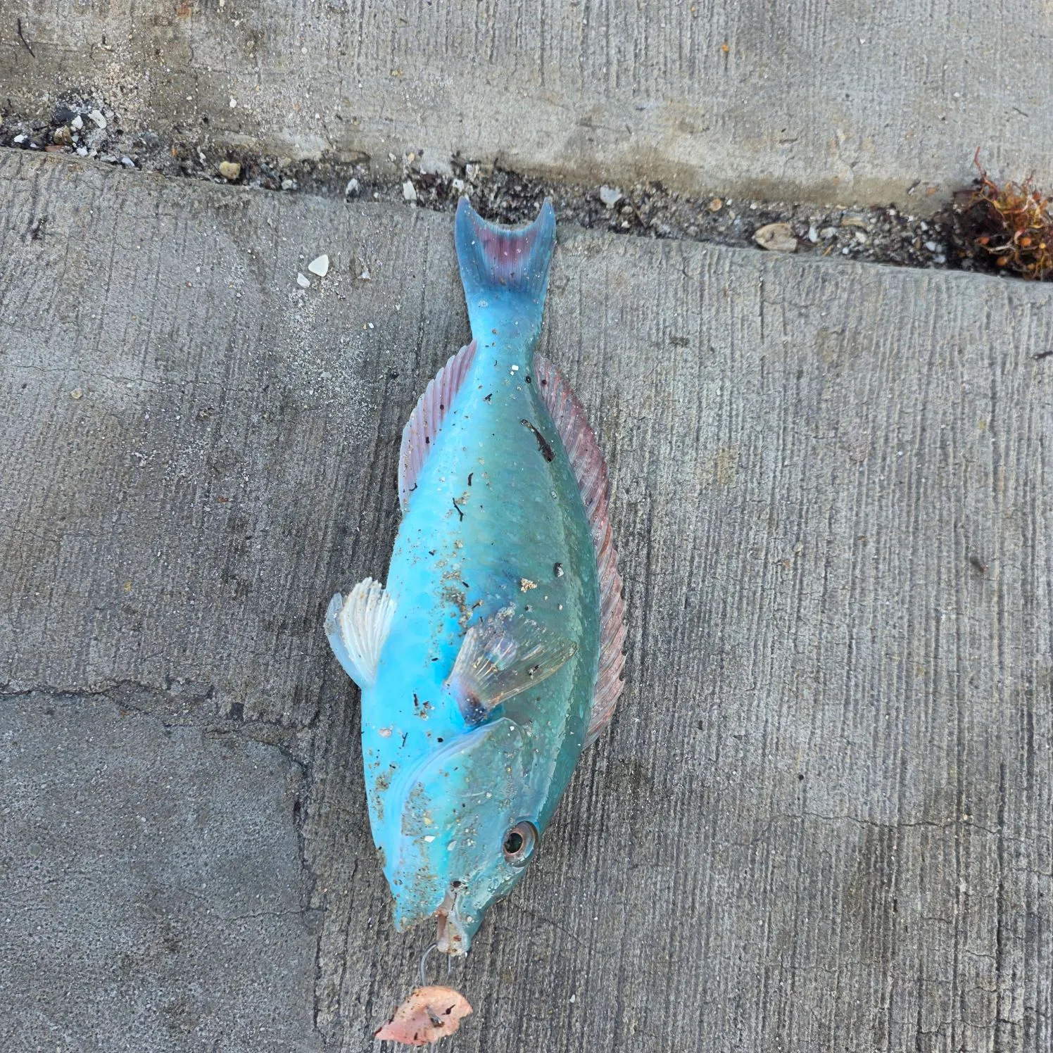 The most recent Blue parrotfish catches on Fishbrain