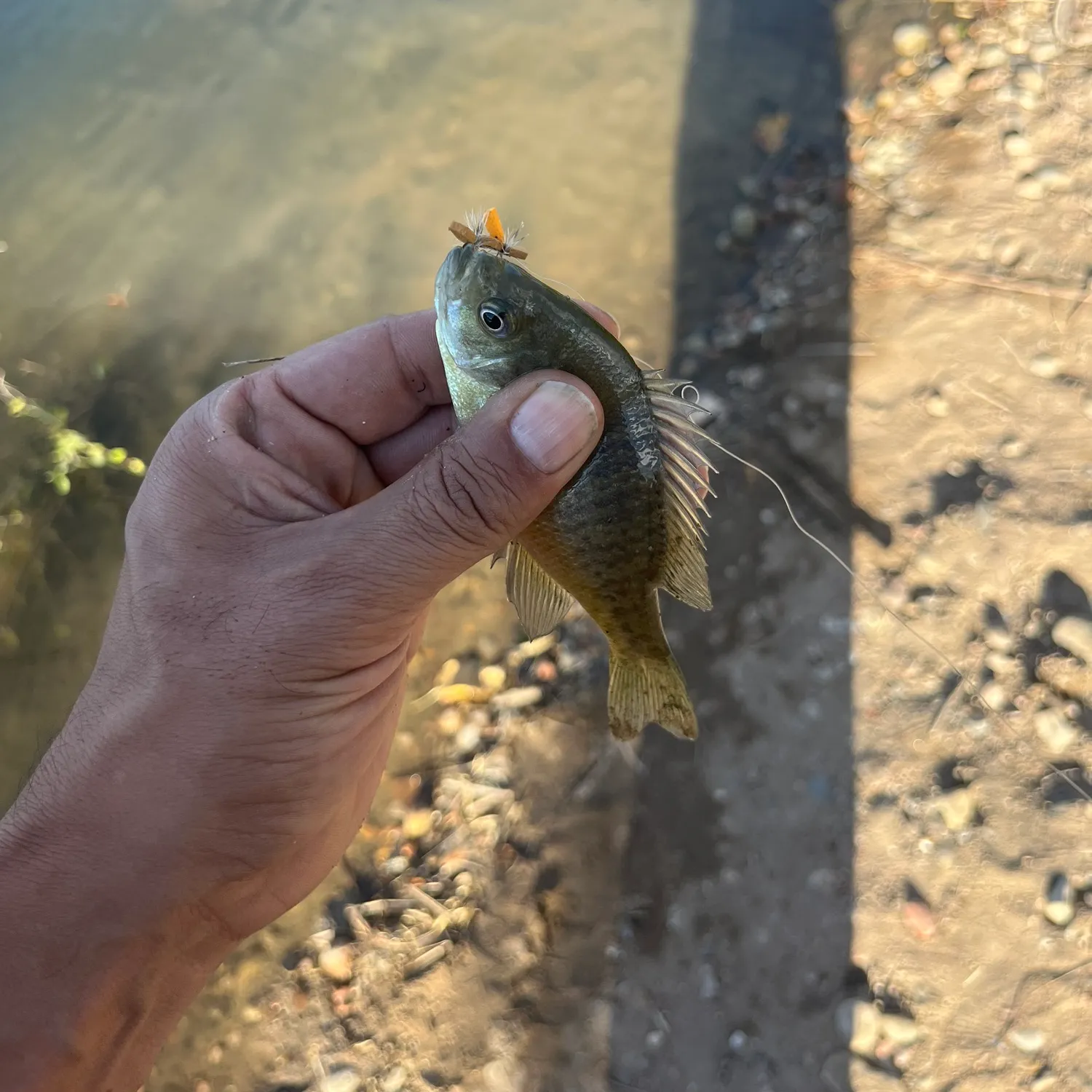 angler catch