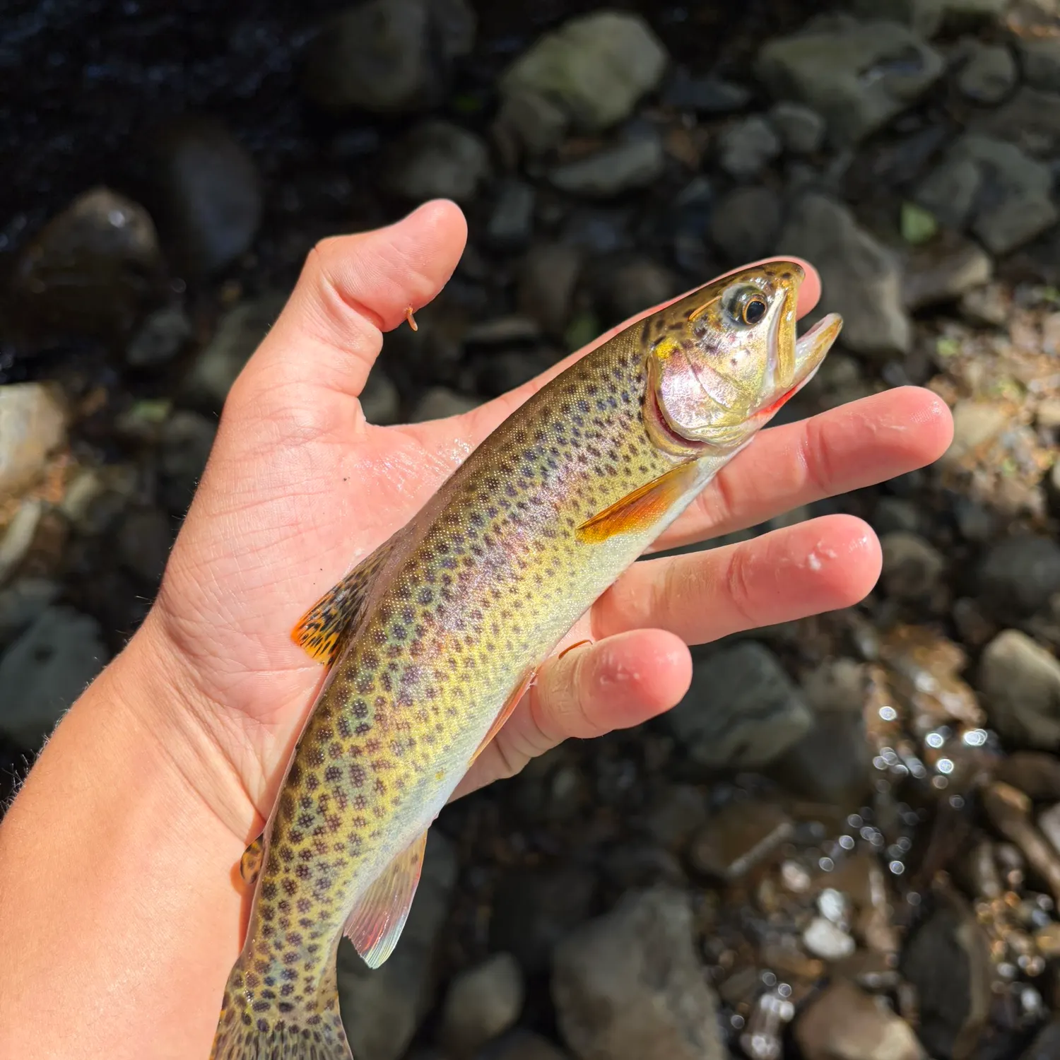The most recent Coastal cutthroat trout catches on Fishbrain