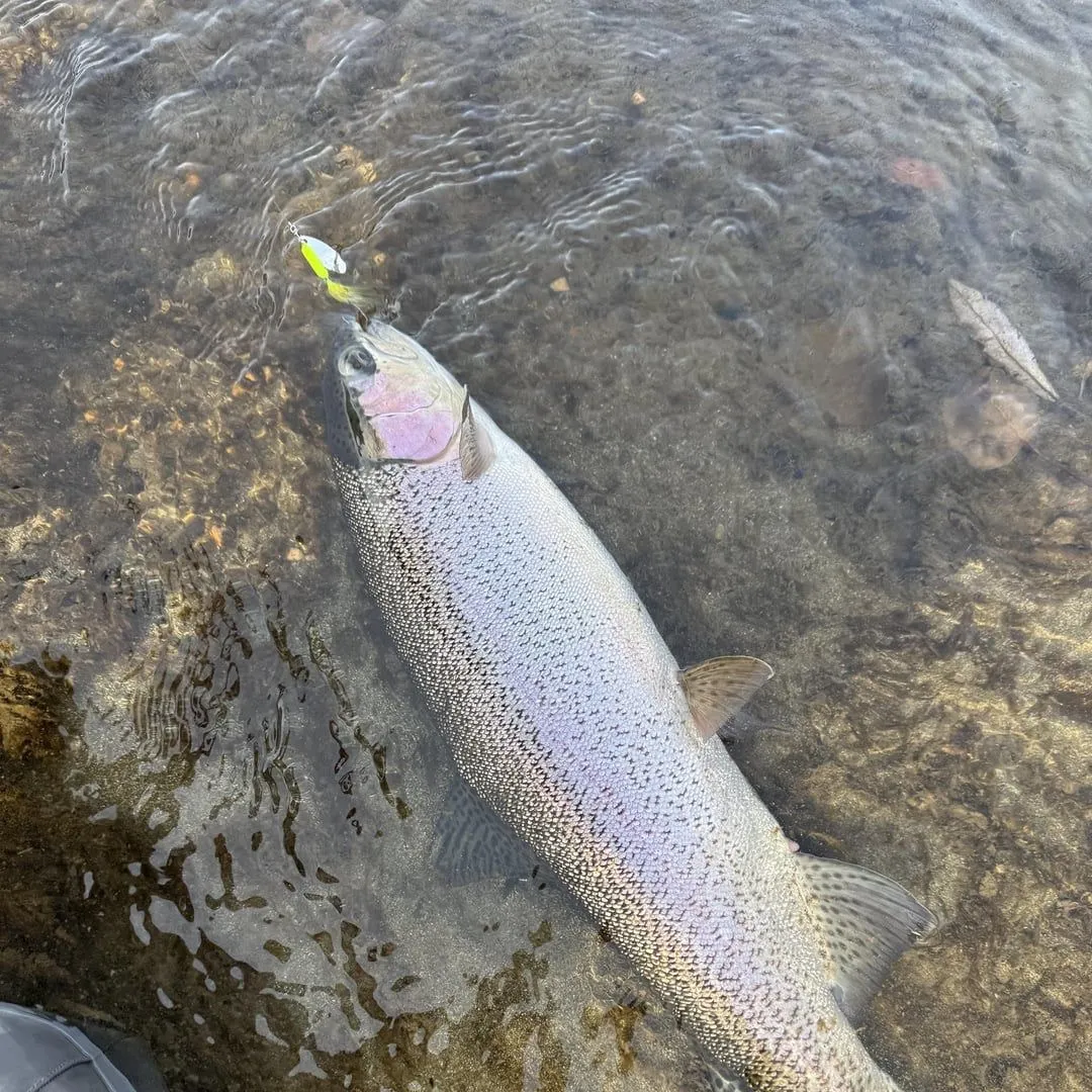 Cutbow caught on Fishbrain