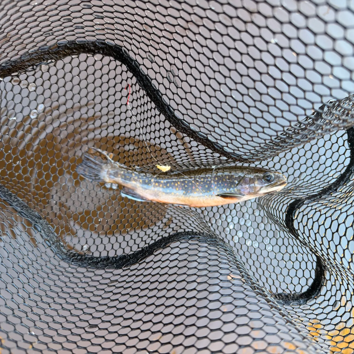 Brook trout caught on Fishbrain