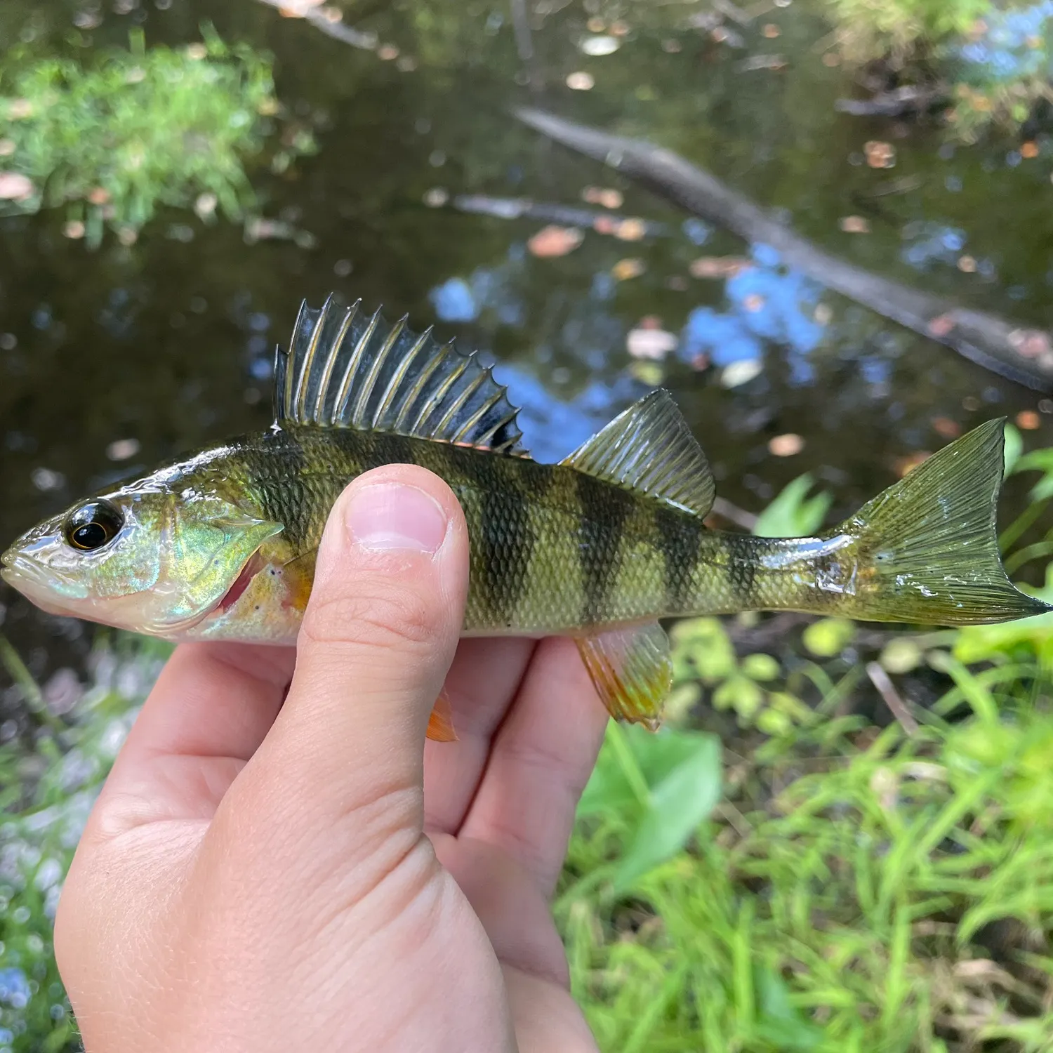 Yellow perch caught on Fishbrain